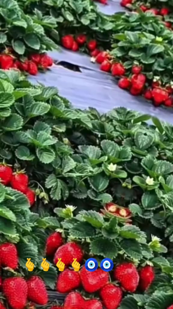 @🌹🌹Gül 🌹🌹
