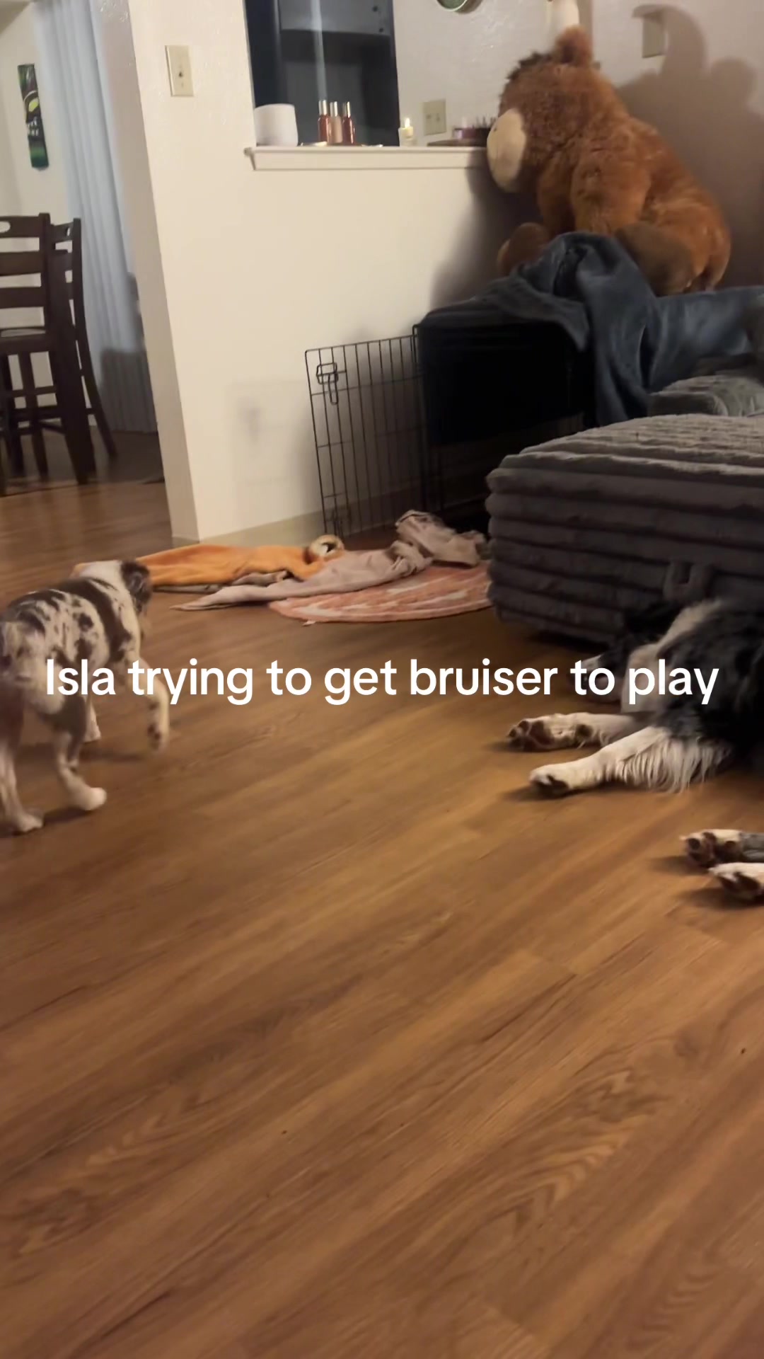 @Isla the Aussie