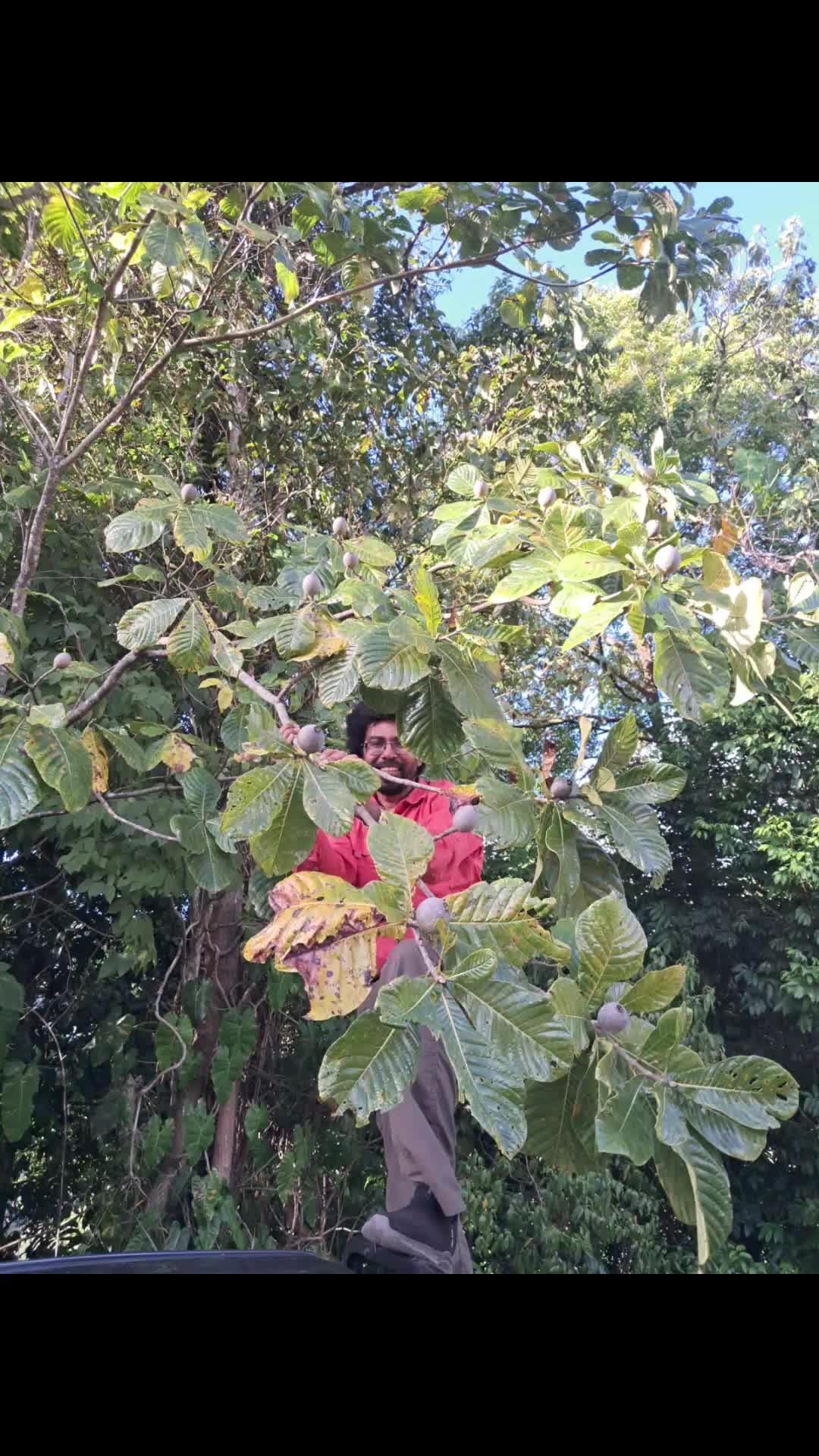 @caribbeanherbalism