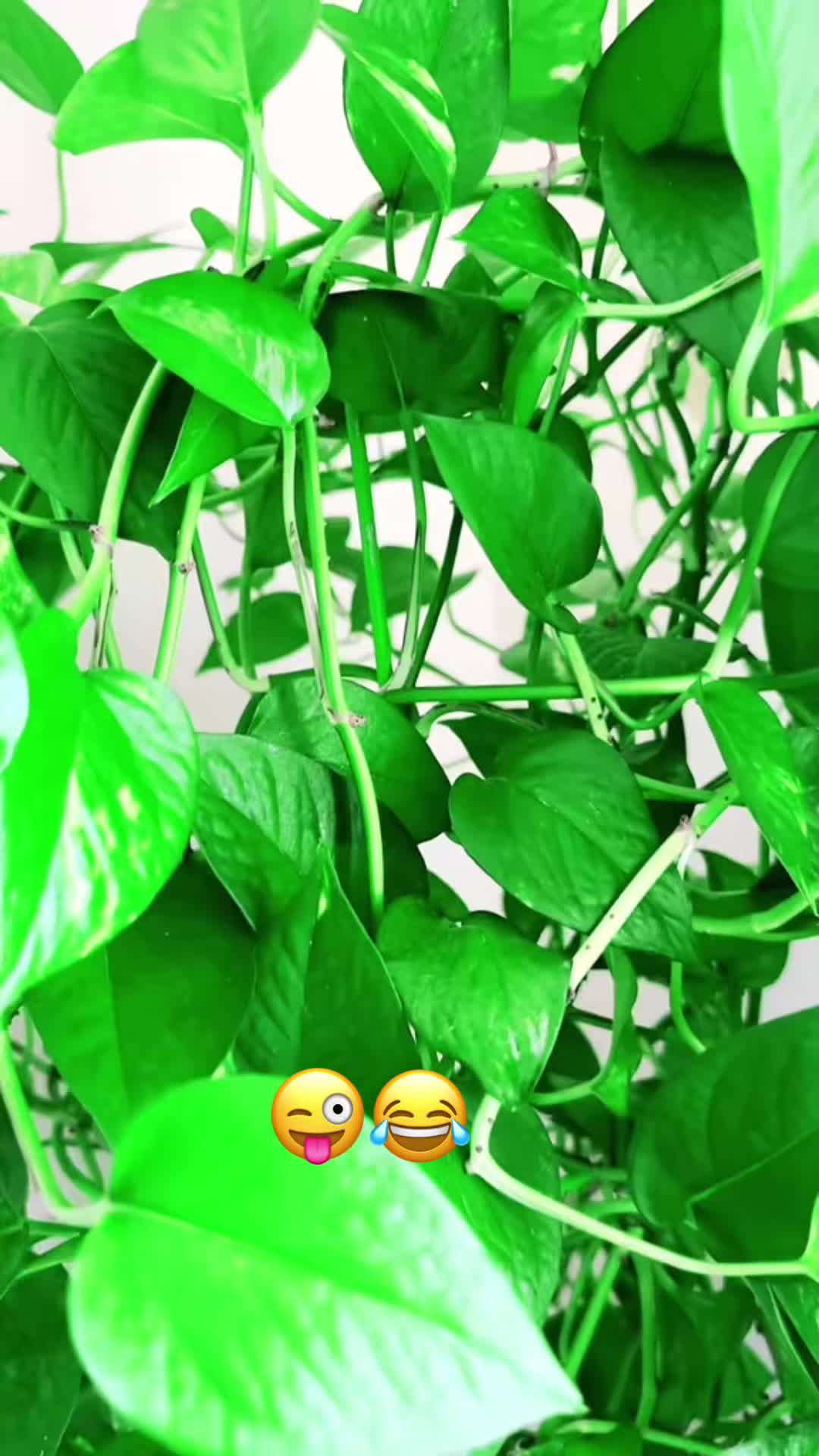 @sandhya🇺🇸🇺🇸❤️❤️🇳🇵🇳🇵❤️