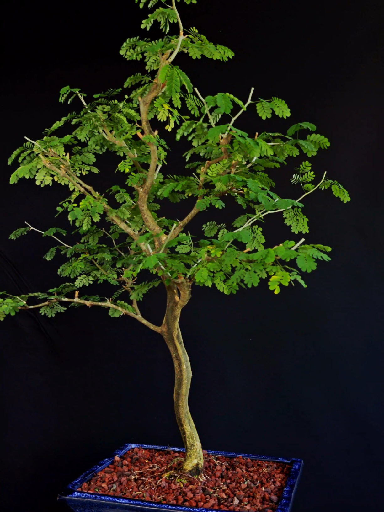 @Bryan Loves Bonsai