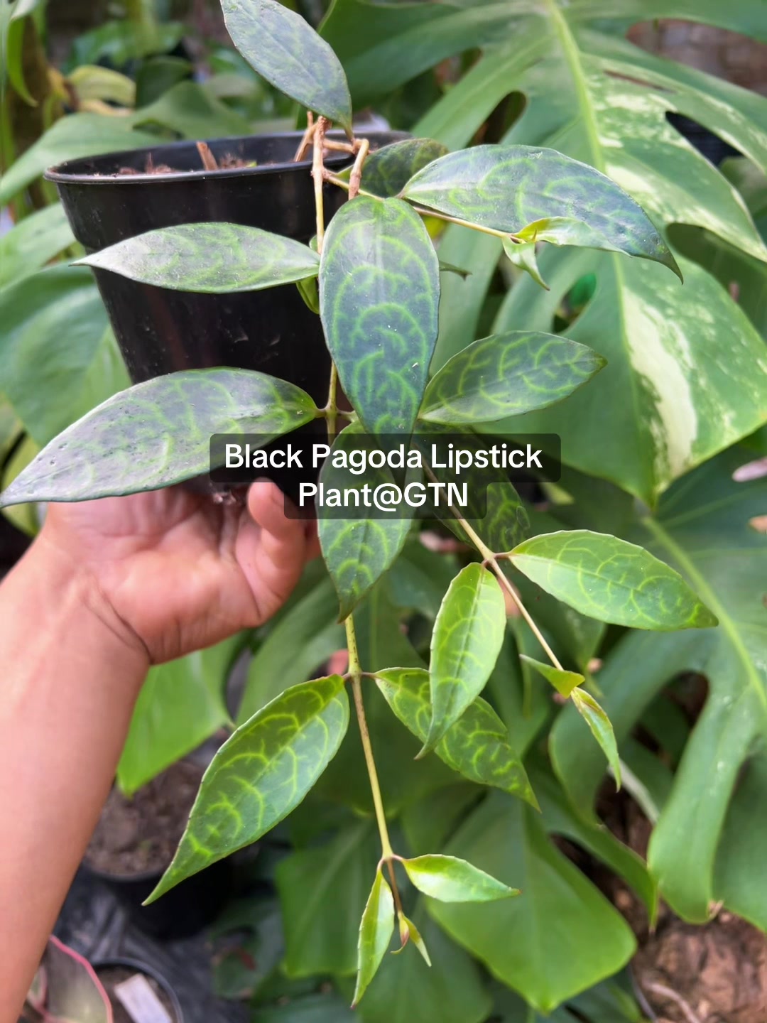 @Green Tara nursery(Nurseryman)