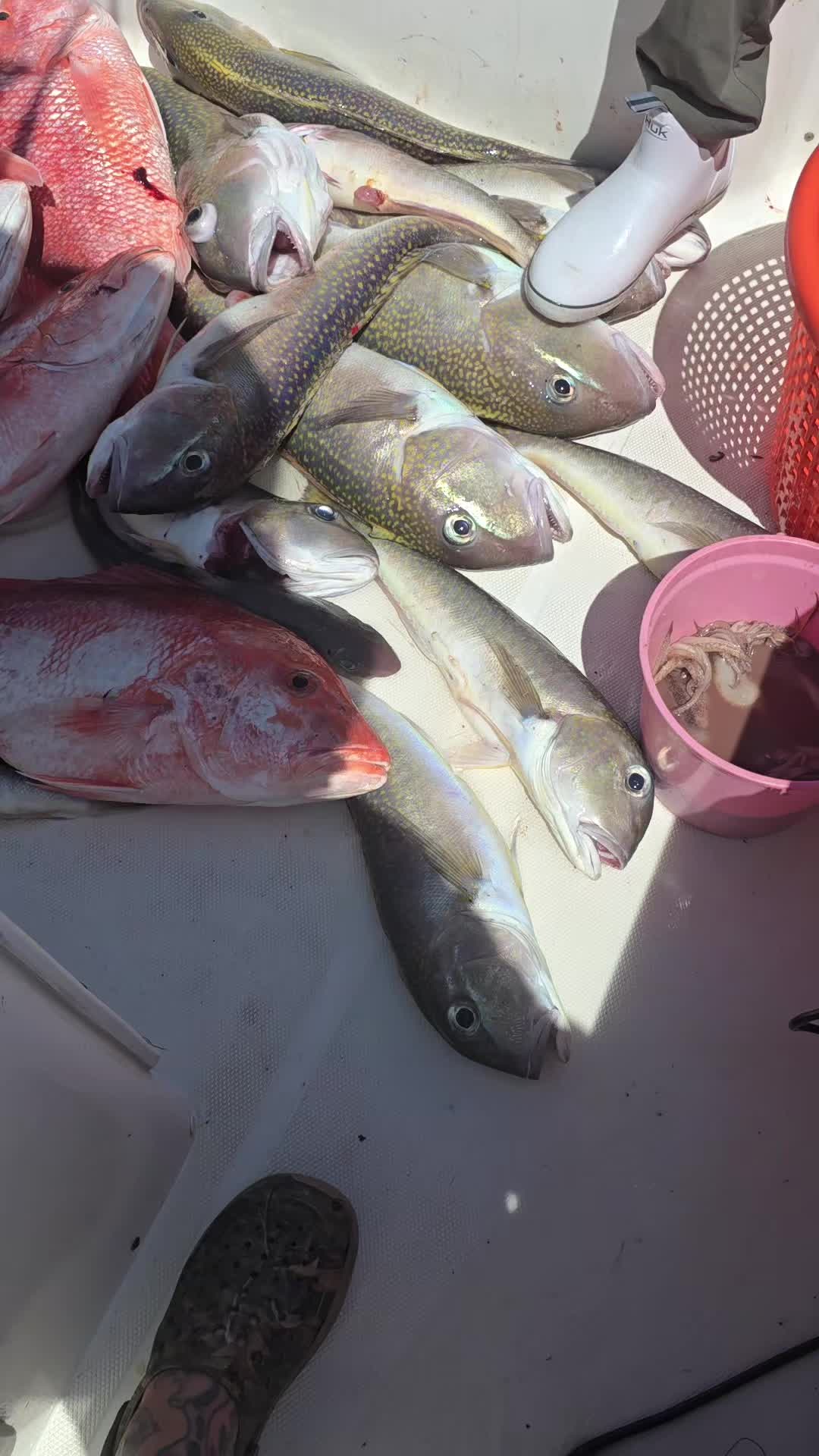@409texasbred