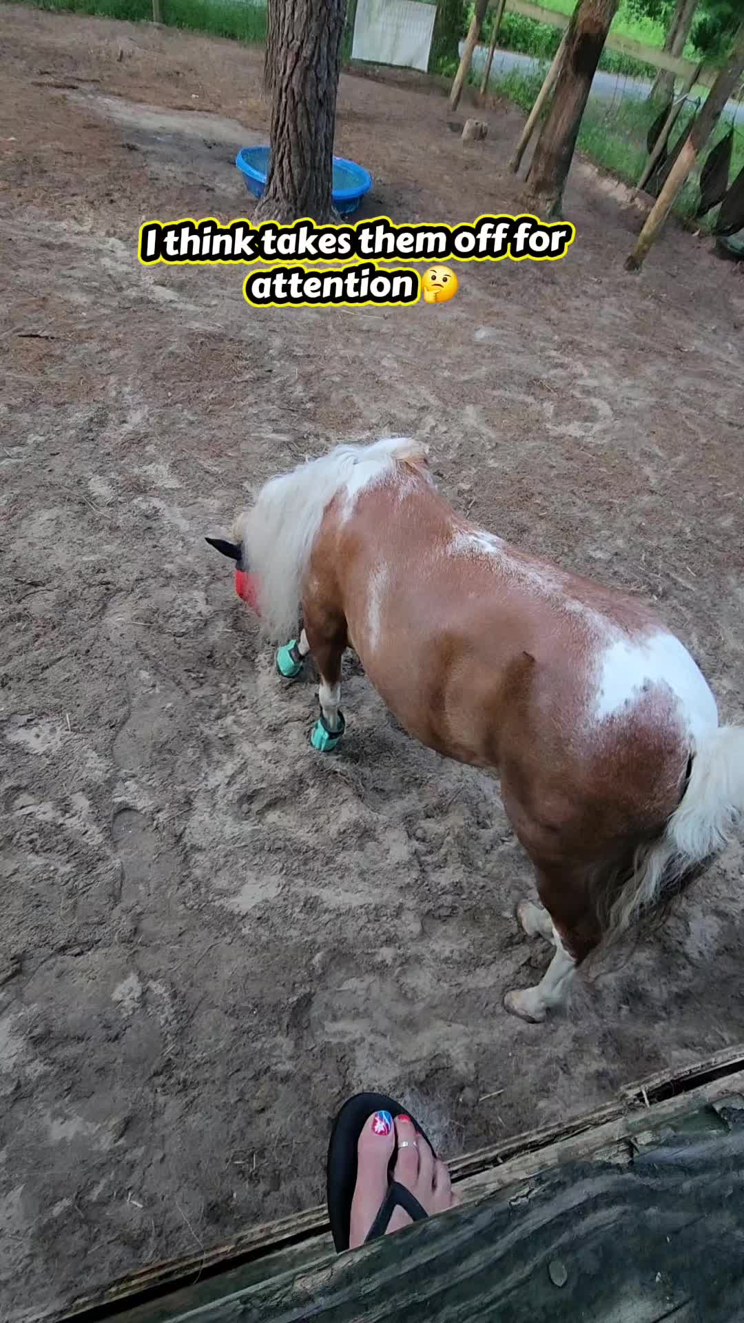 @minihorsemomandtrainer🐴🐴🐴🐴