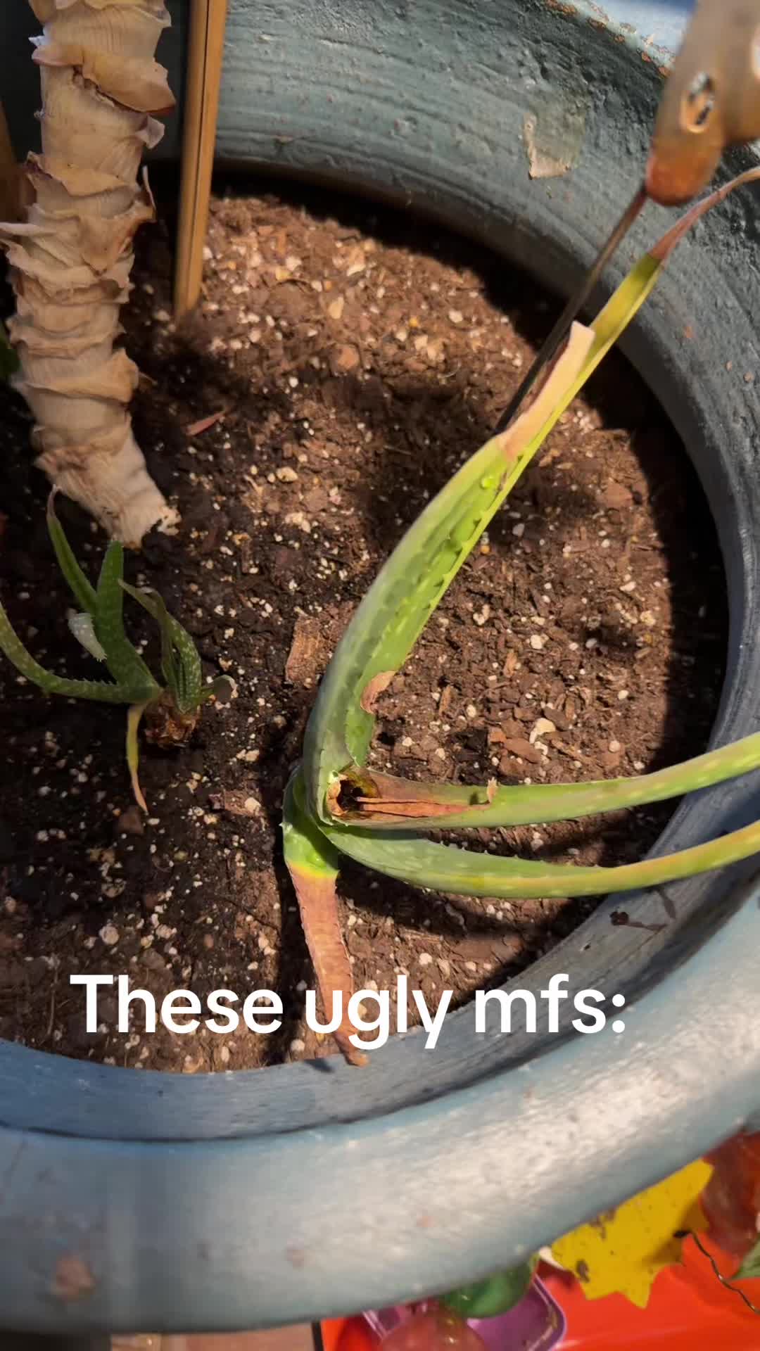 @sabrinathegrownwitch