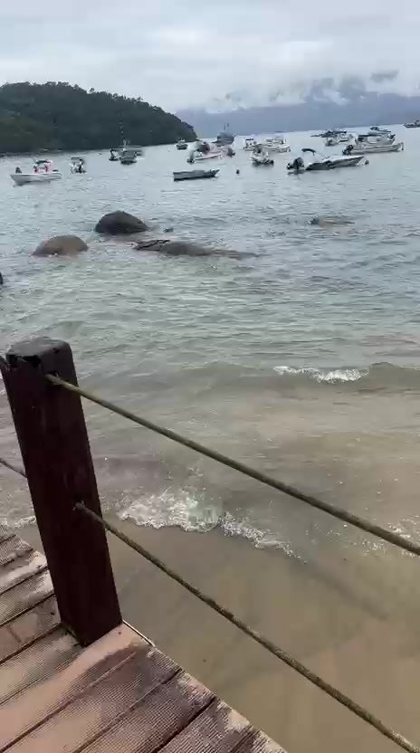 @Joel Mendonça 33