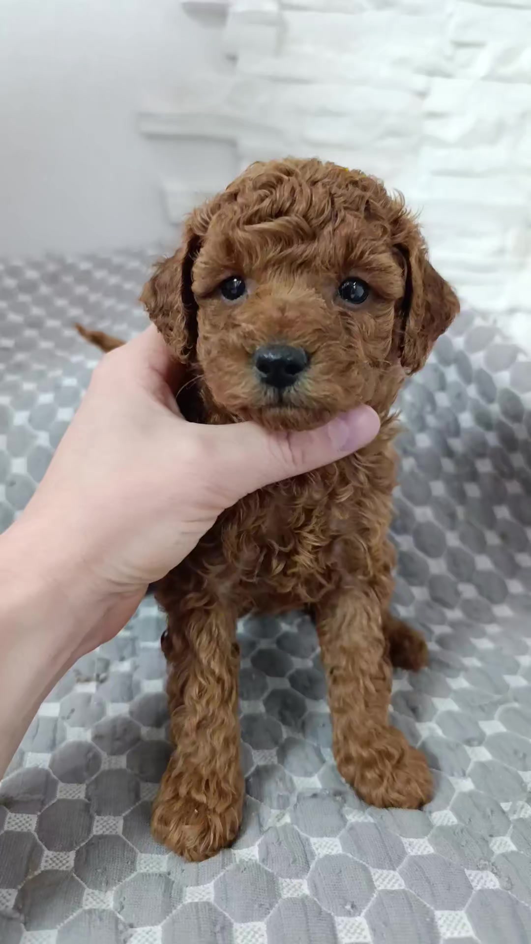 @Наталья Пудель 🐩