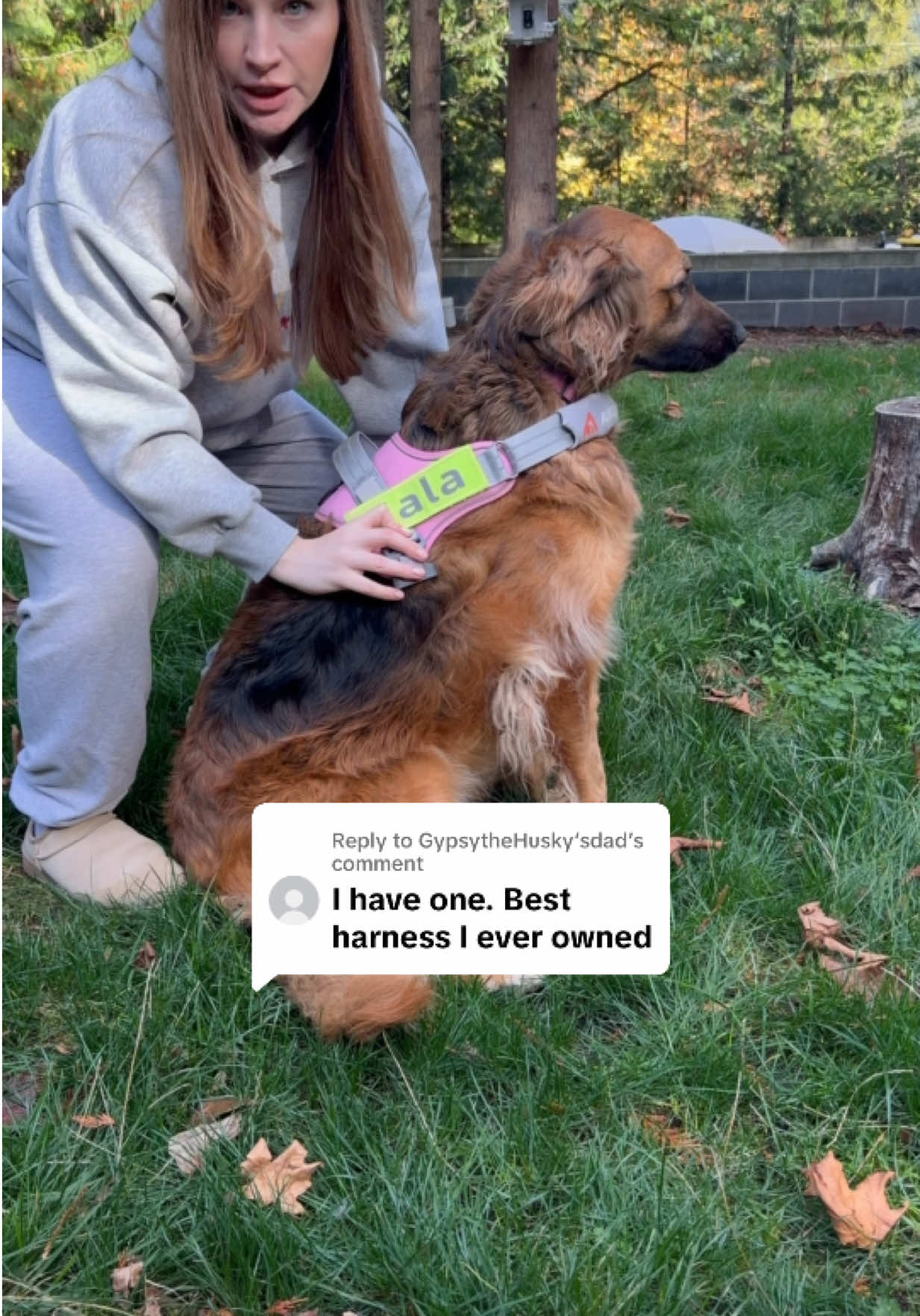 @lifewithgoldenshepherds