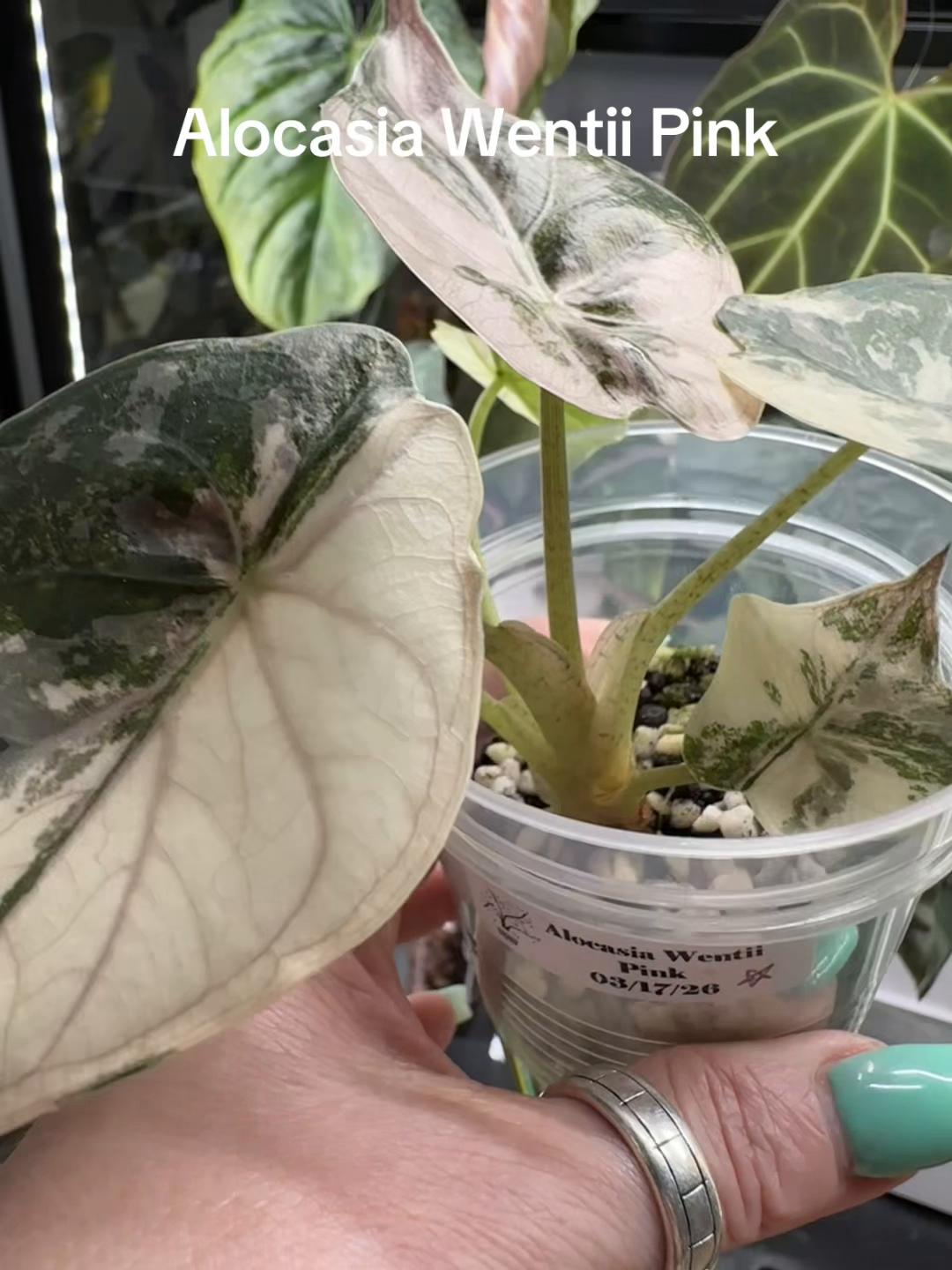 @🪴Stephanie | Plant Addict