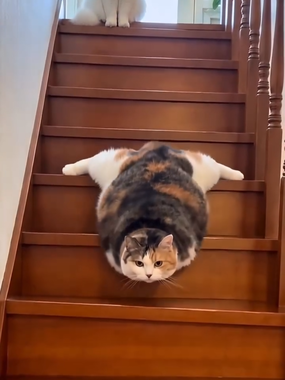 @Chonky World Of Cats