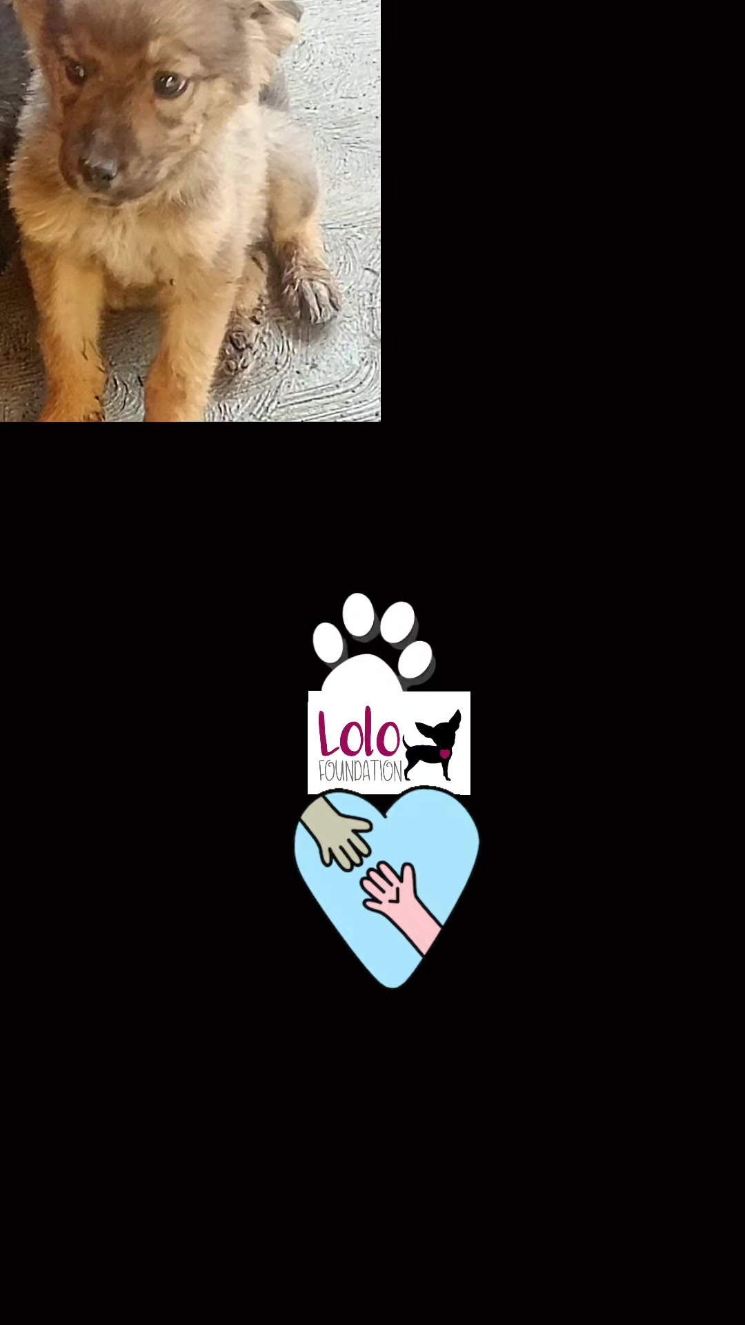 @Lolo Foundation