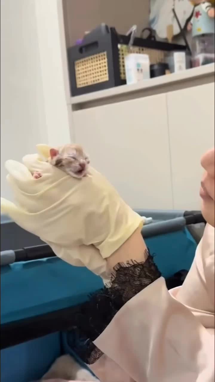 @catnipcrazee
