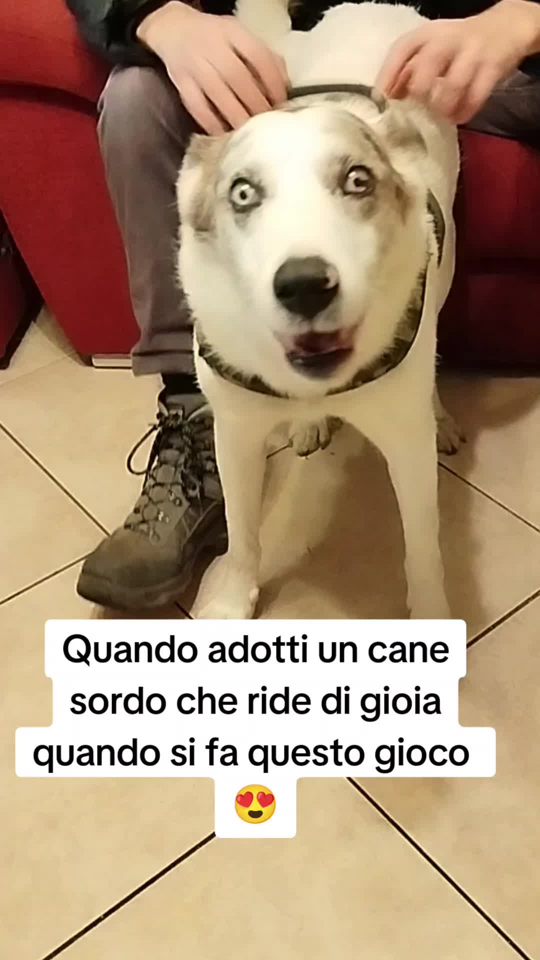 @ho.adottato.un.canesordo