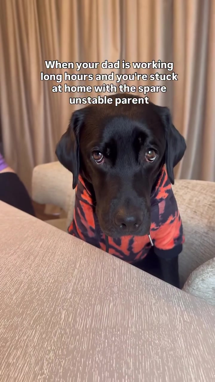 @lisatheblacklab