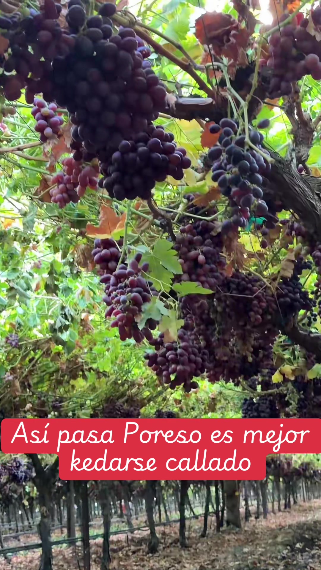 @PABLO PINEDA