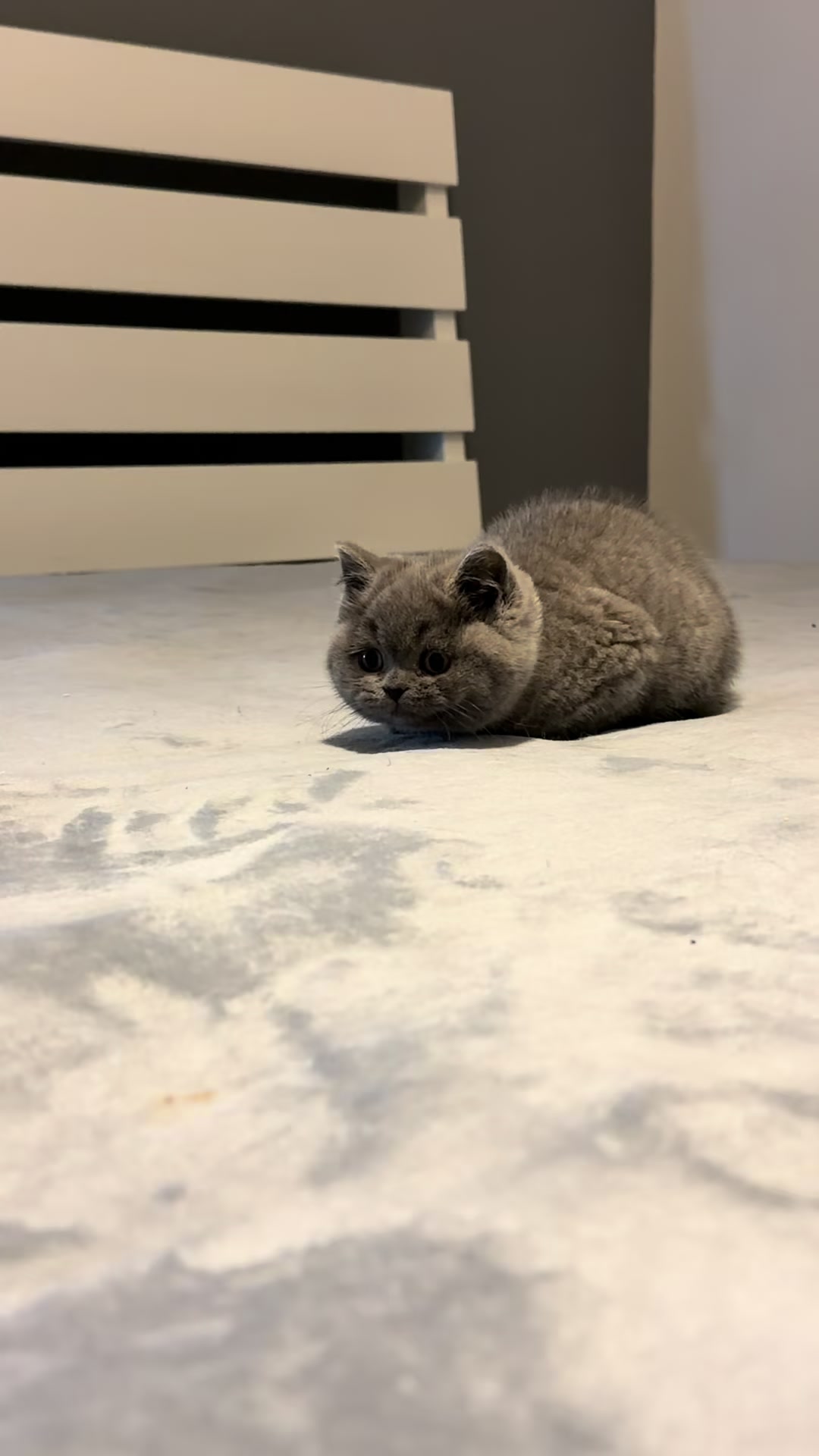 @Lako&rsquo;s_british_cattery