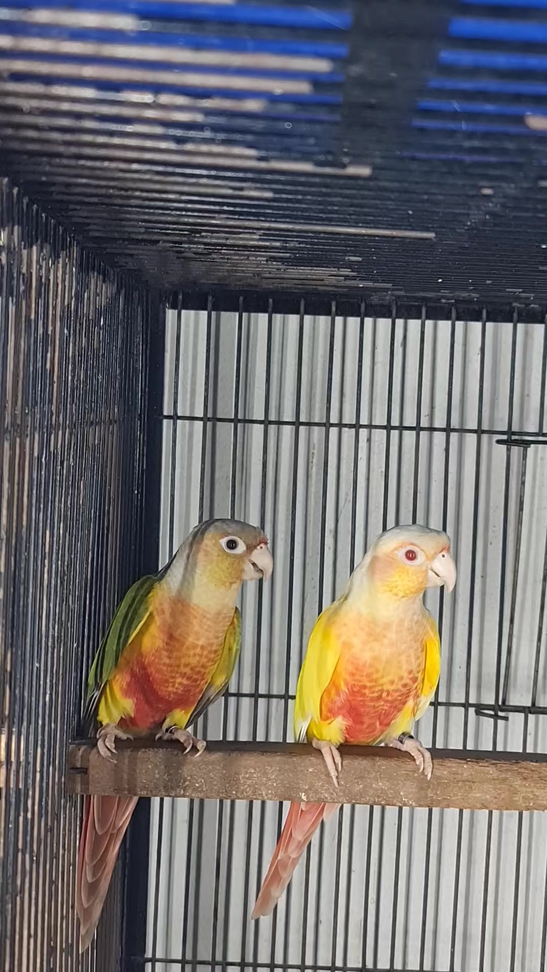 @ROYAL BIRD US