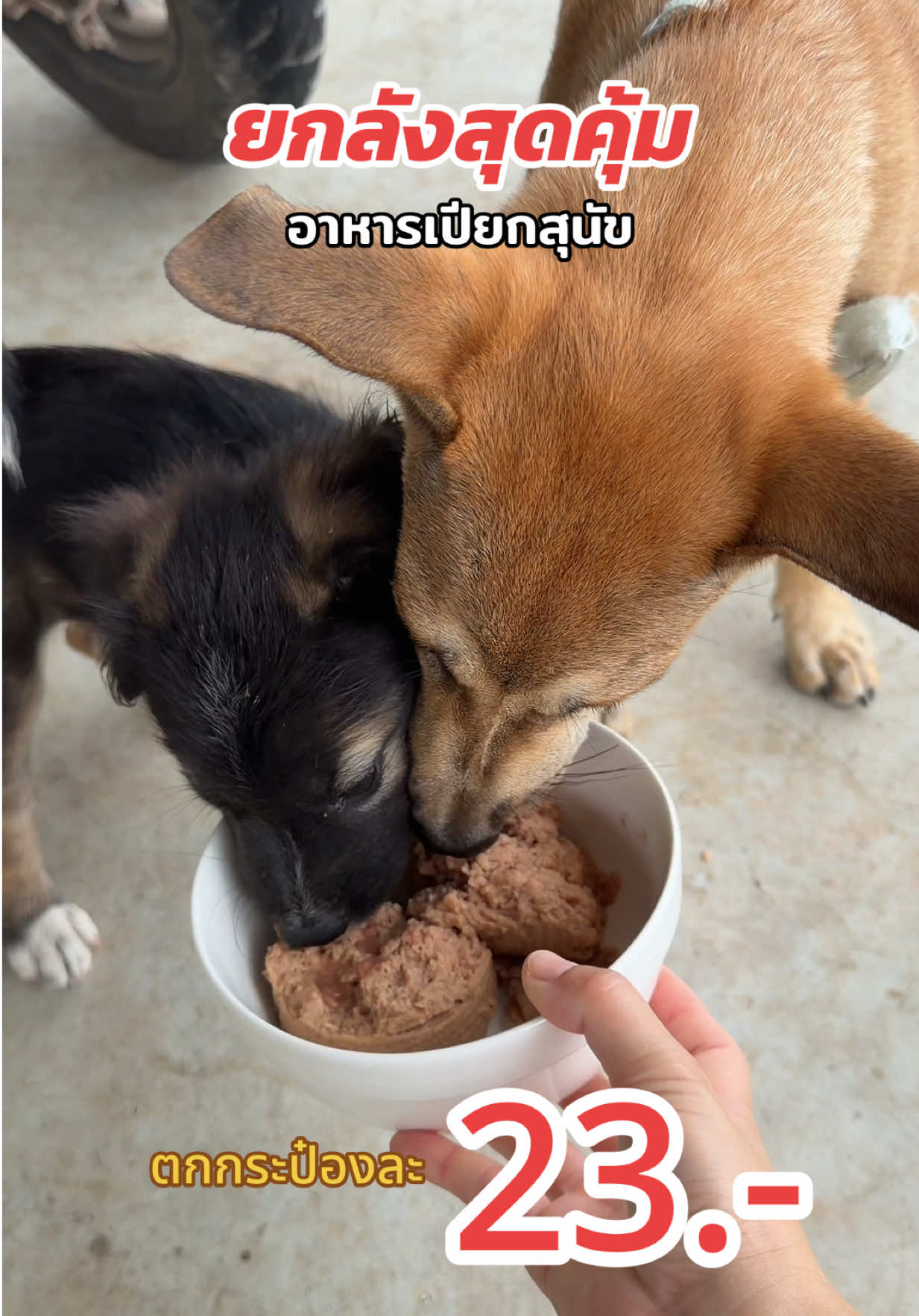 @เอ๋เอ๋รักหมาแมวจร