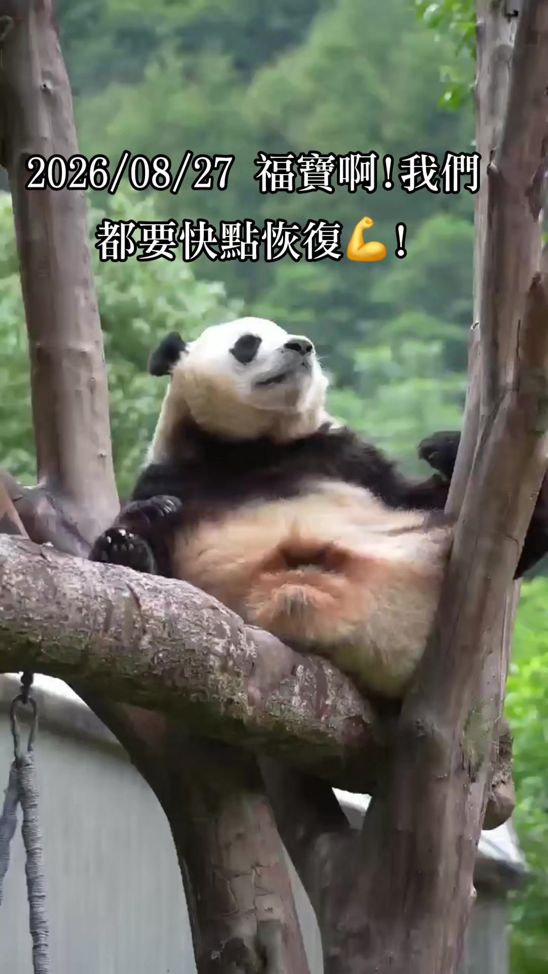 @福寶需要愛的抱抱