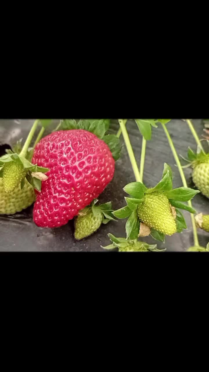 @Emy_Mary🇧🇴🇦🇷🐇🌿