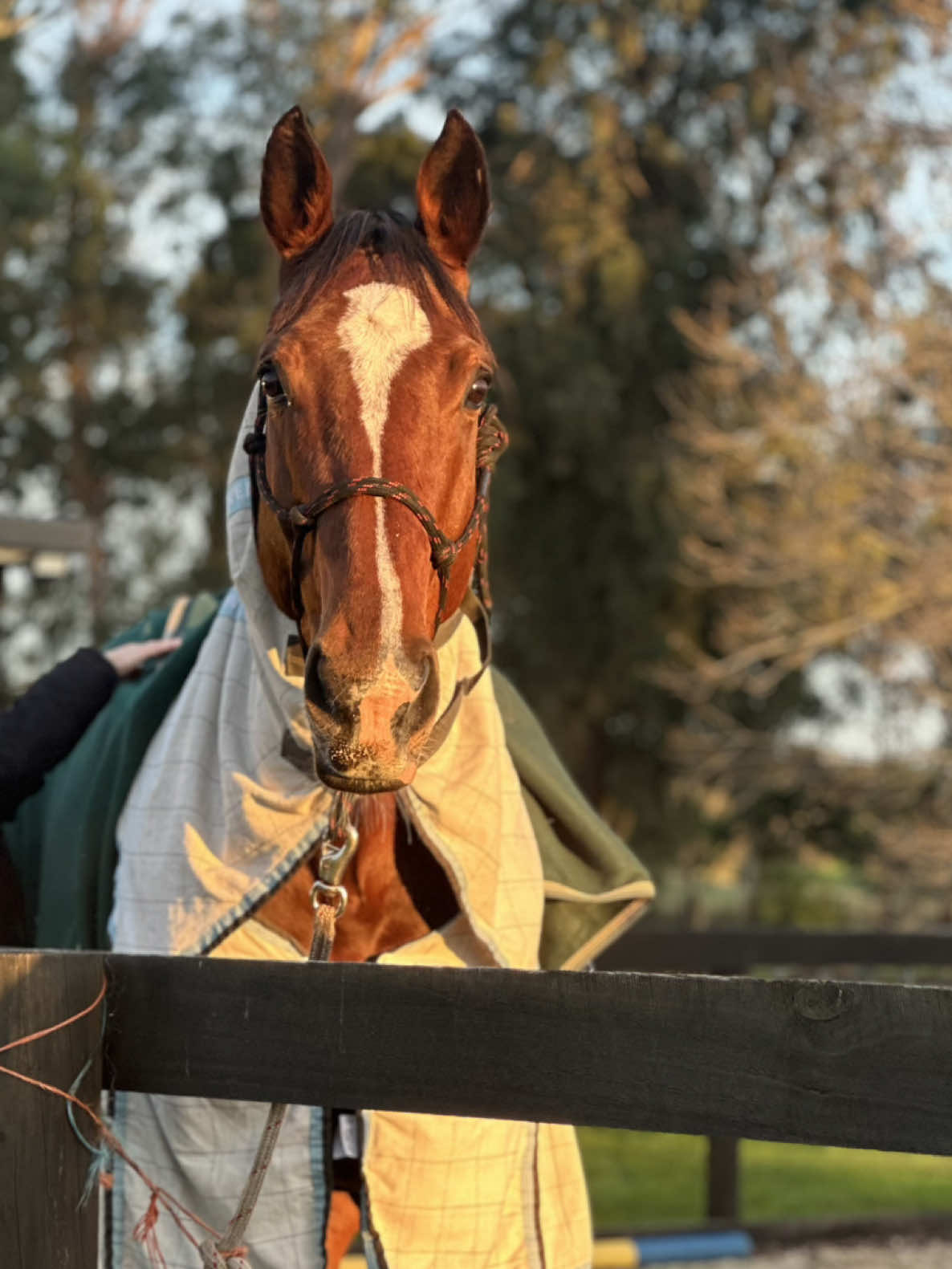 @Imi_.equestrian