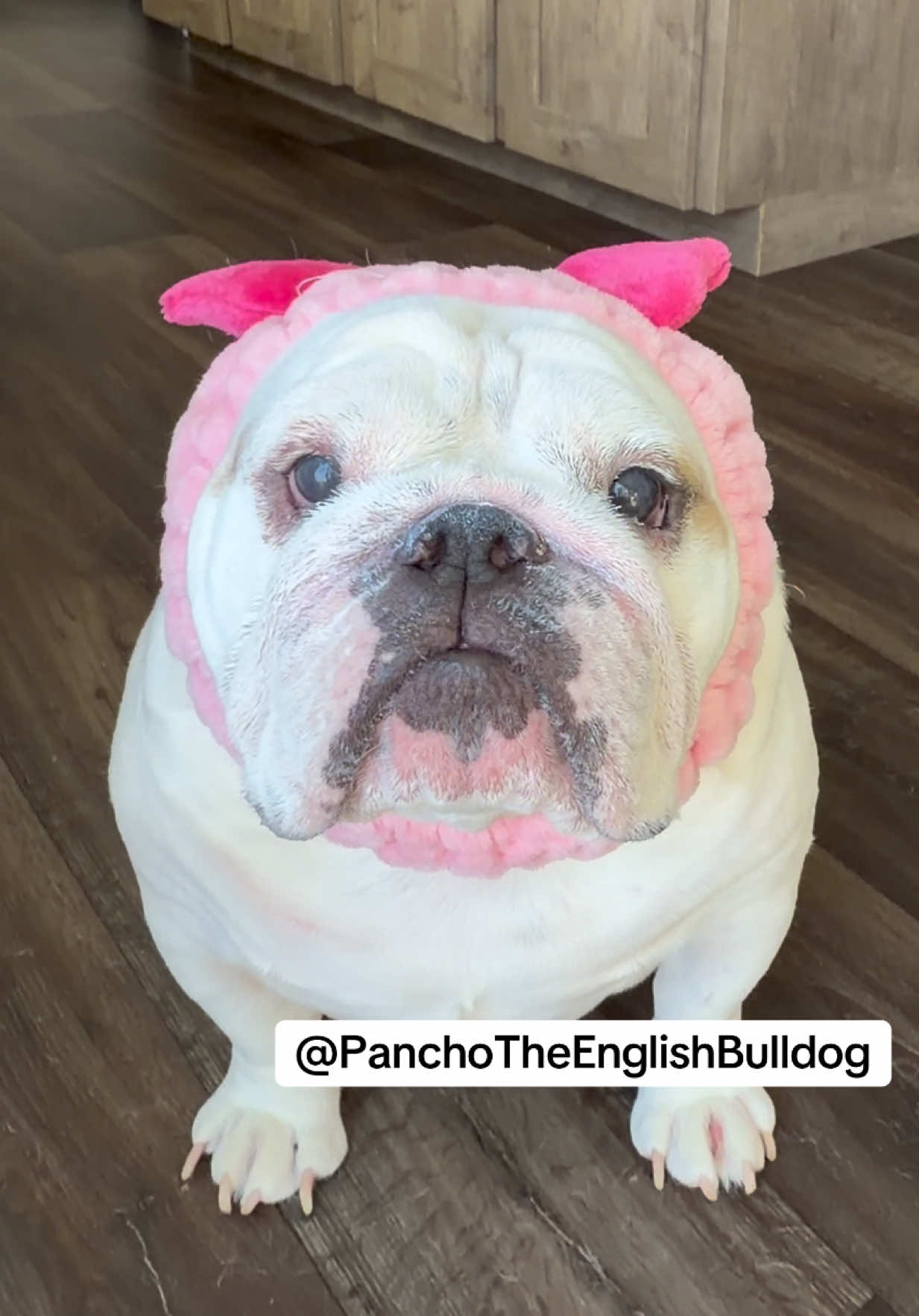 @PanchoTheEnglishBulldog