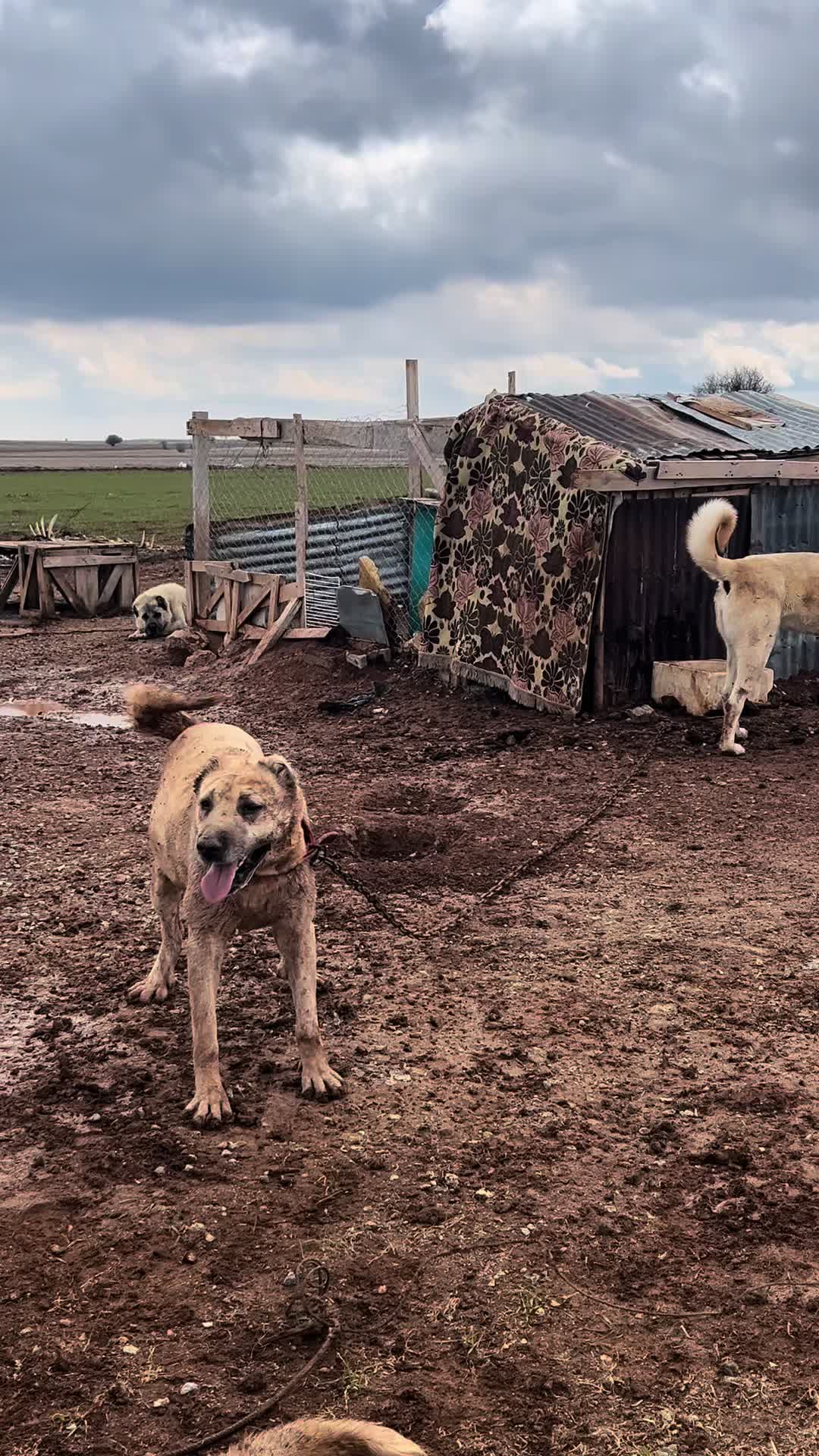 @🇹🇷Sivas Kangal Köpeği 🇹🇷
