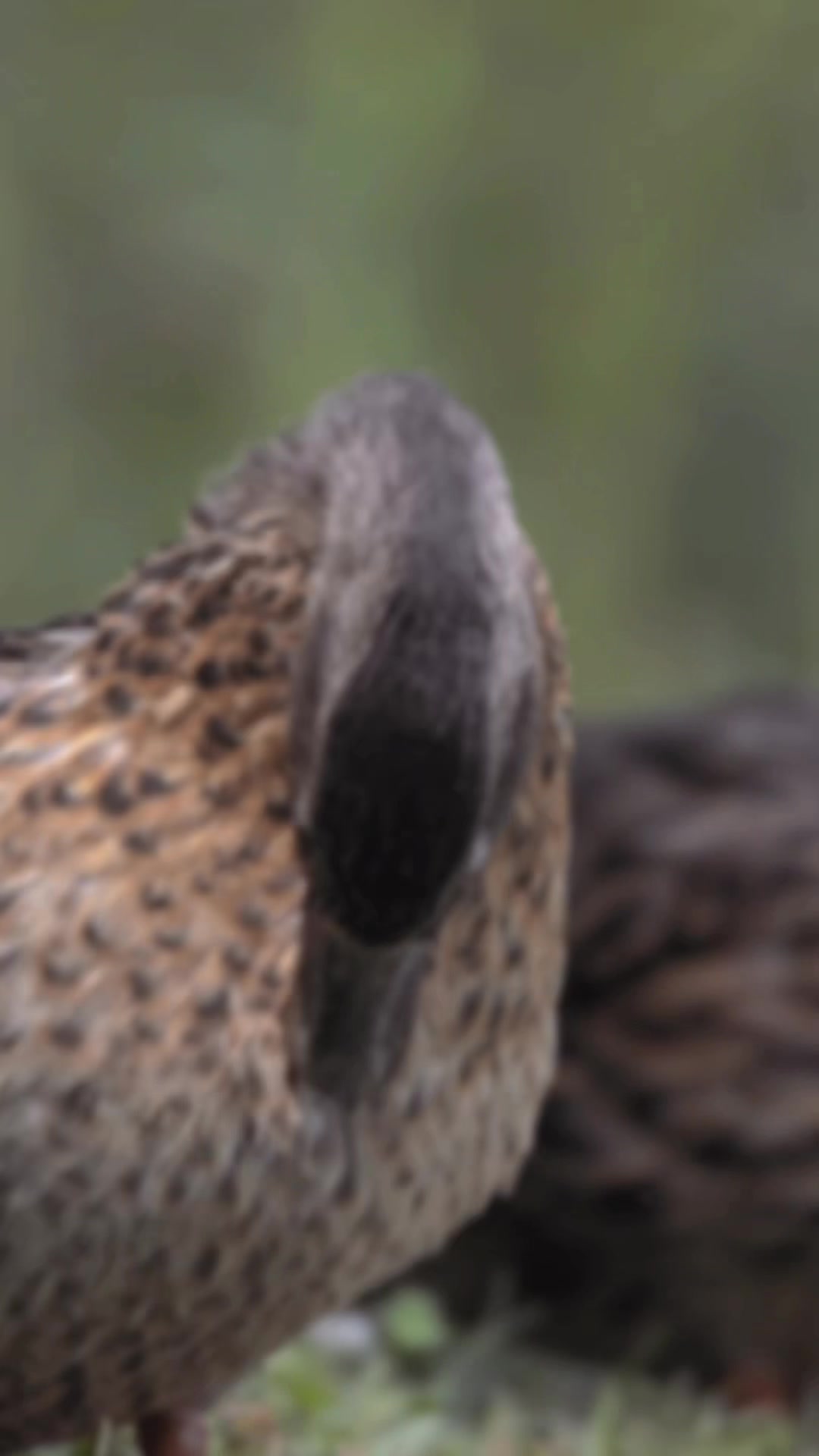 @🦅🦭 SnAvEWild 🦊 🦆