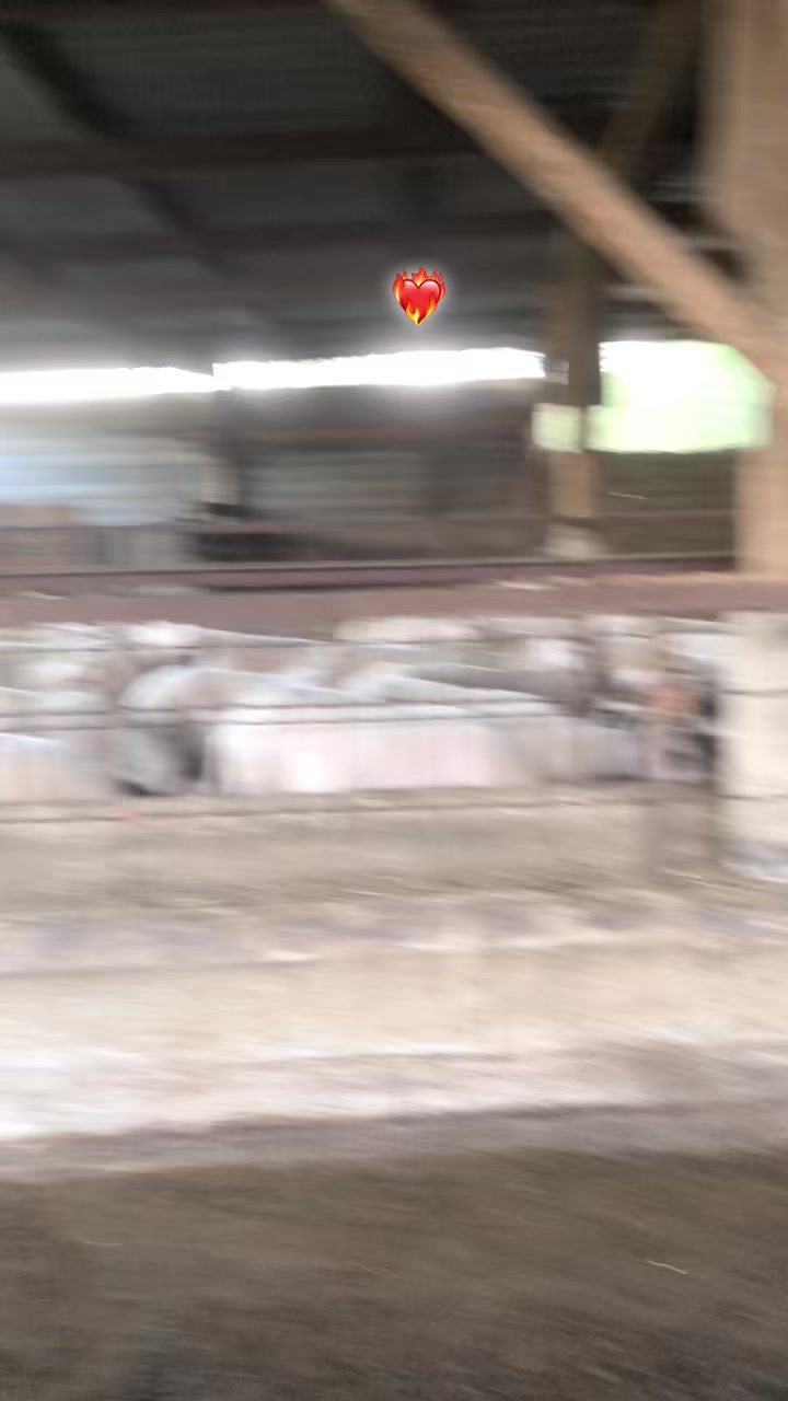 @Nicola Bellissimo