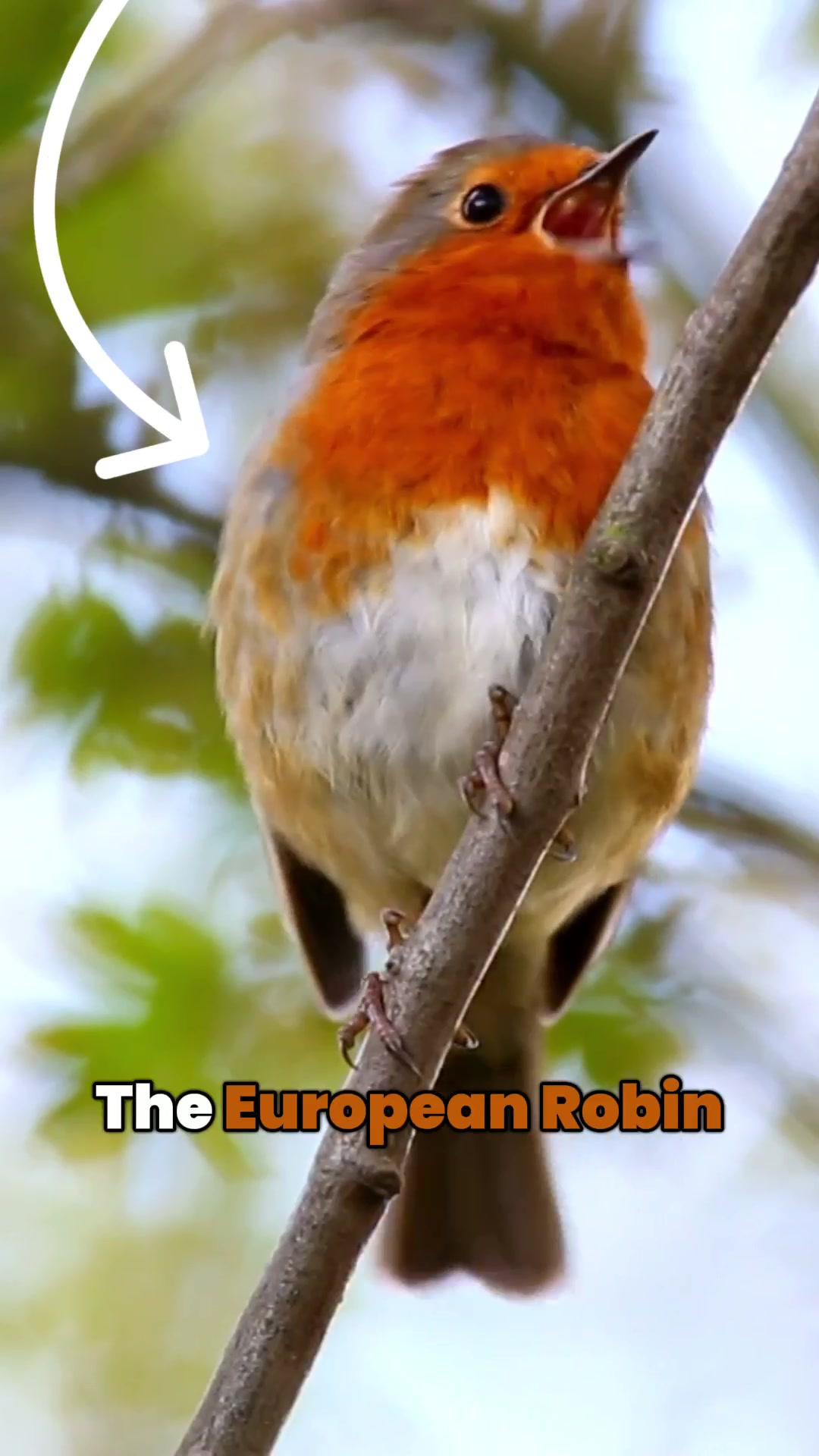 @thebirdlens