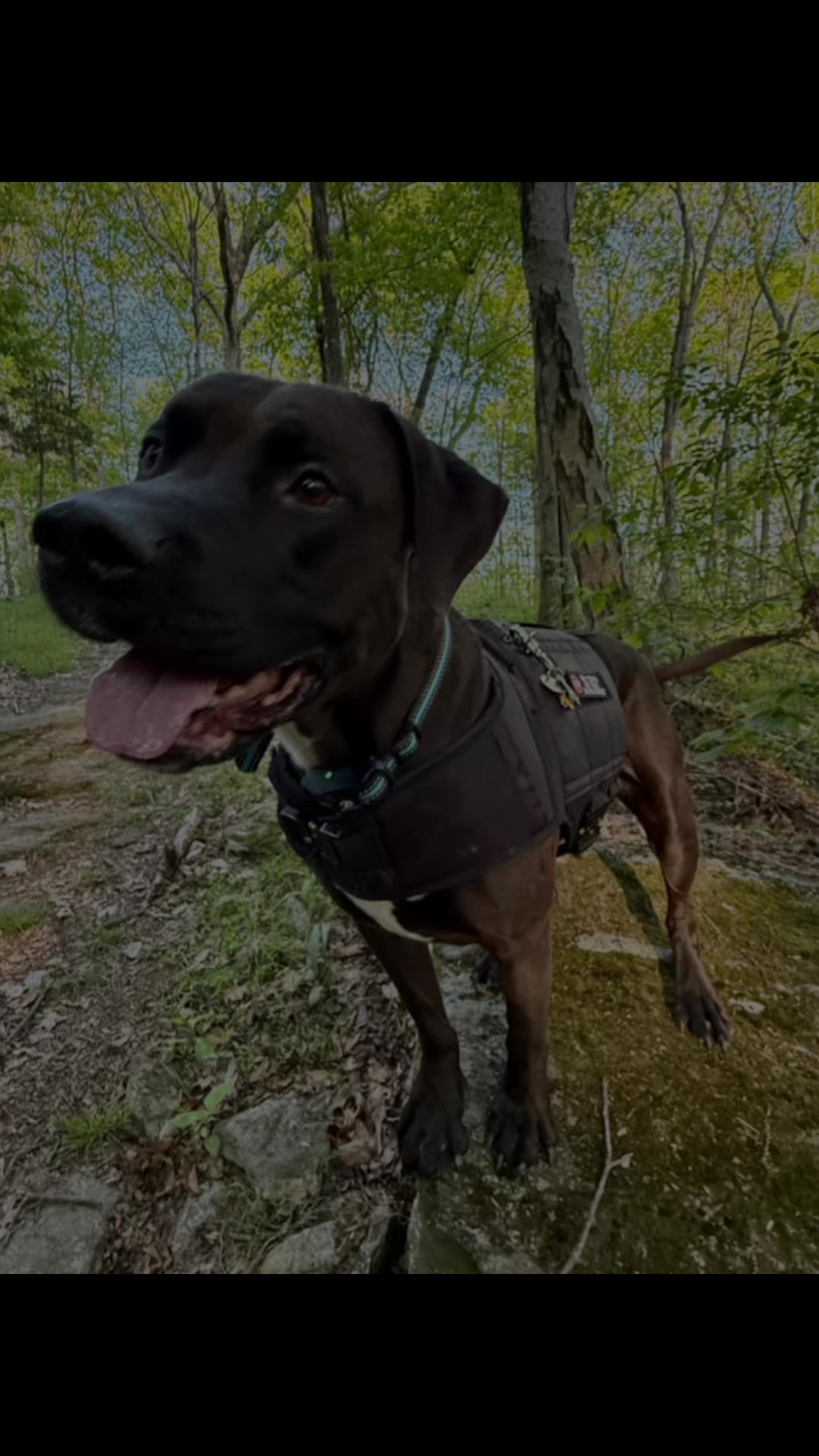 @PawsOnTrailsCT