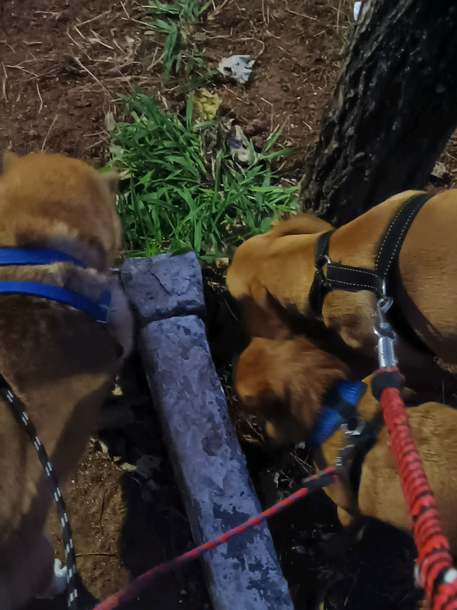 @Cosmos🐕 Maui🐶 Aurora🦊