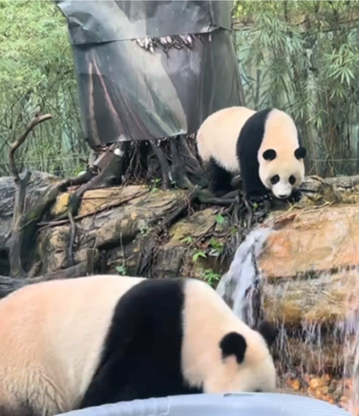 @熊猫妹珠🐼
