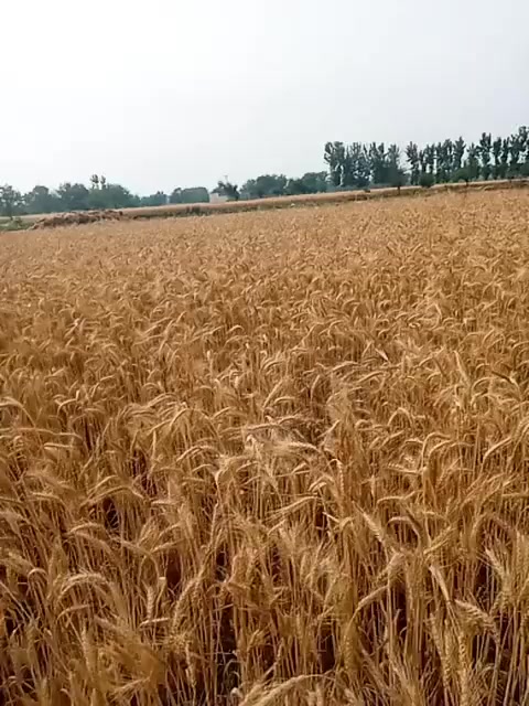 @Haseebullah 🕊️