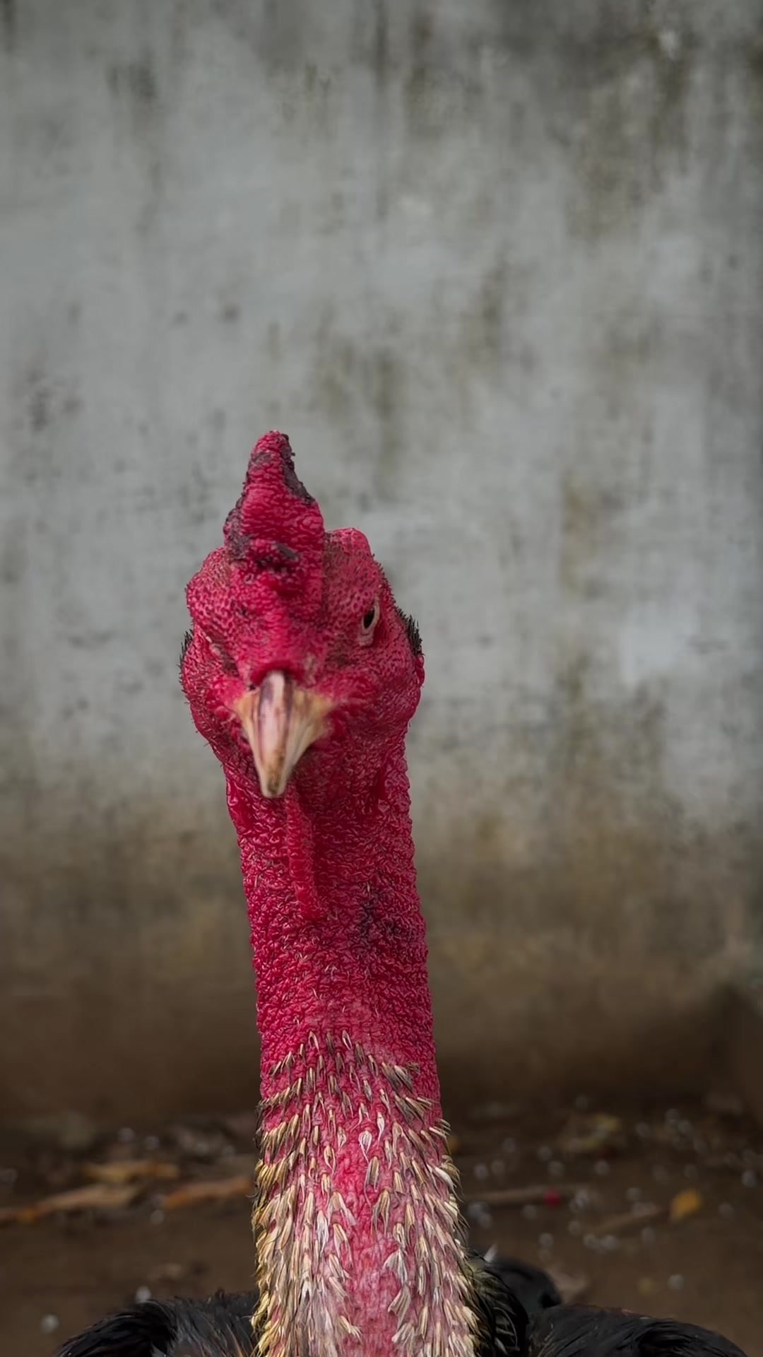 @Quốc khánh