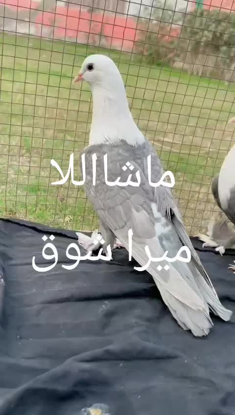 @Sakhi badshah 110