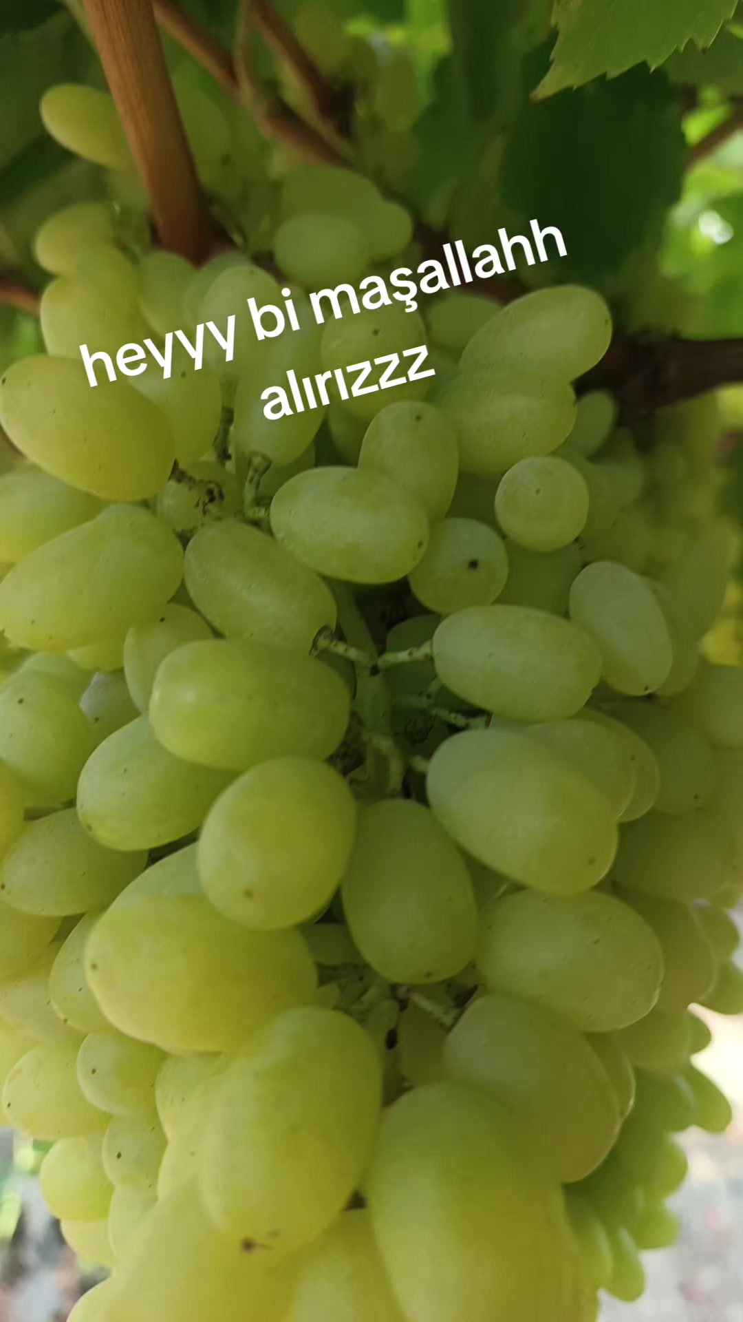 @Hatice altinkaynak