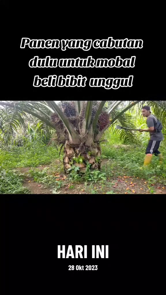 @sawit muratara