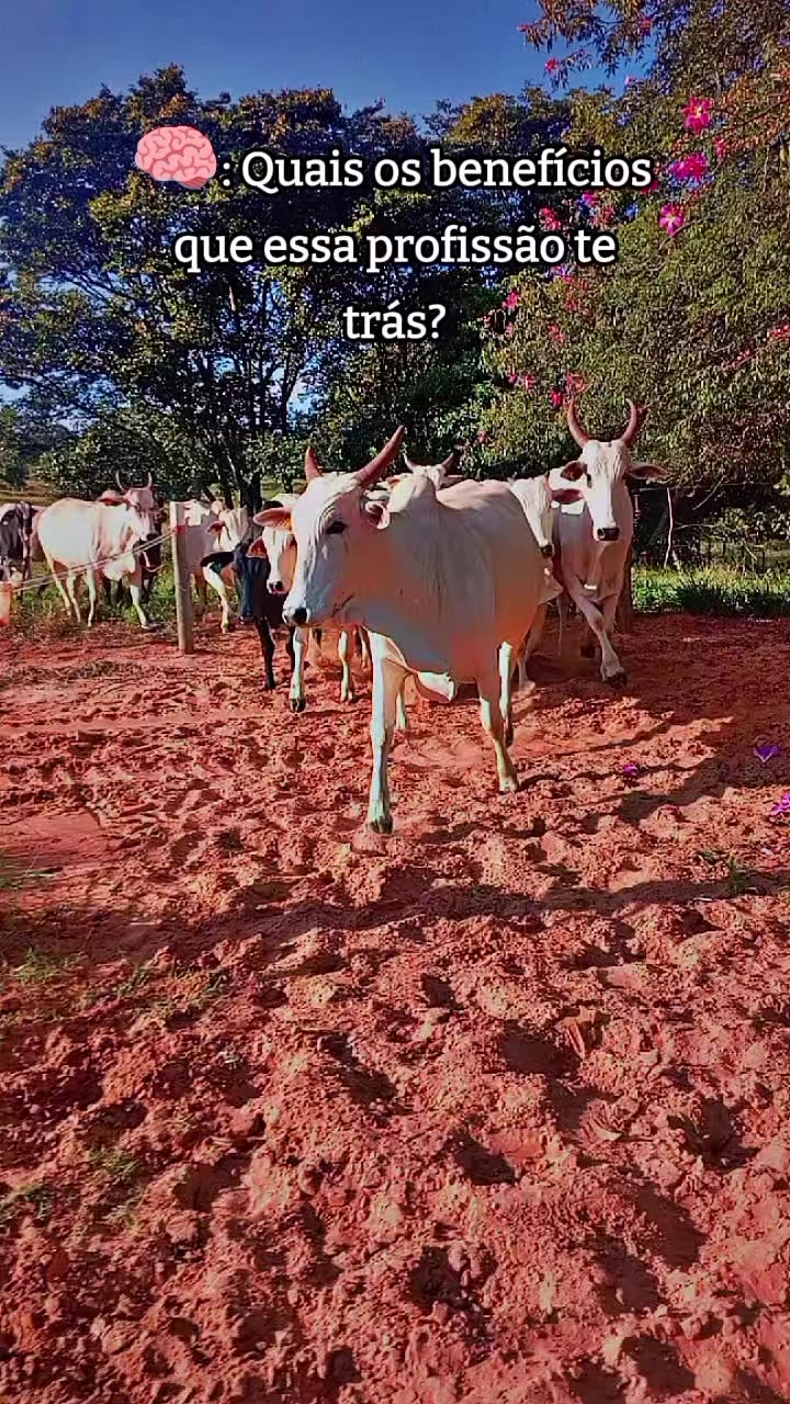 @Juh Acorsini