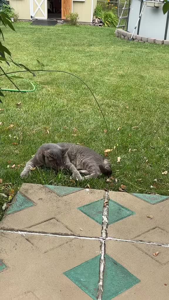 @🐈⬛ Furry Friends 🐈