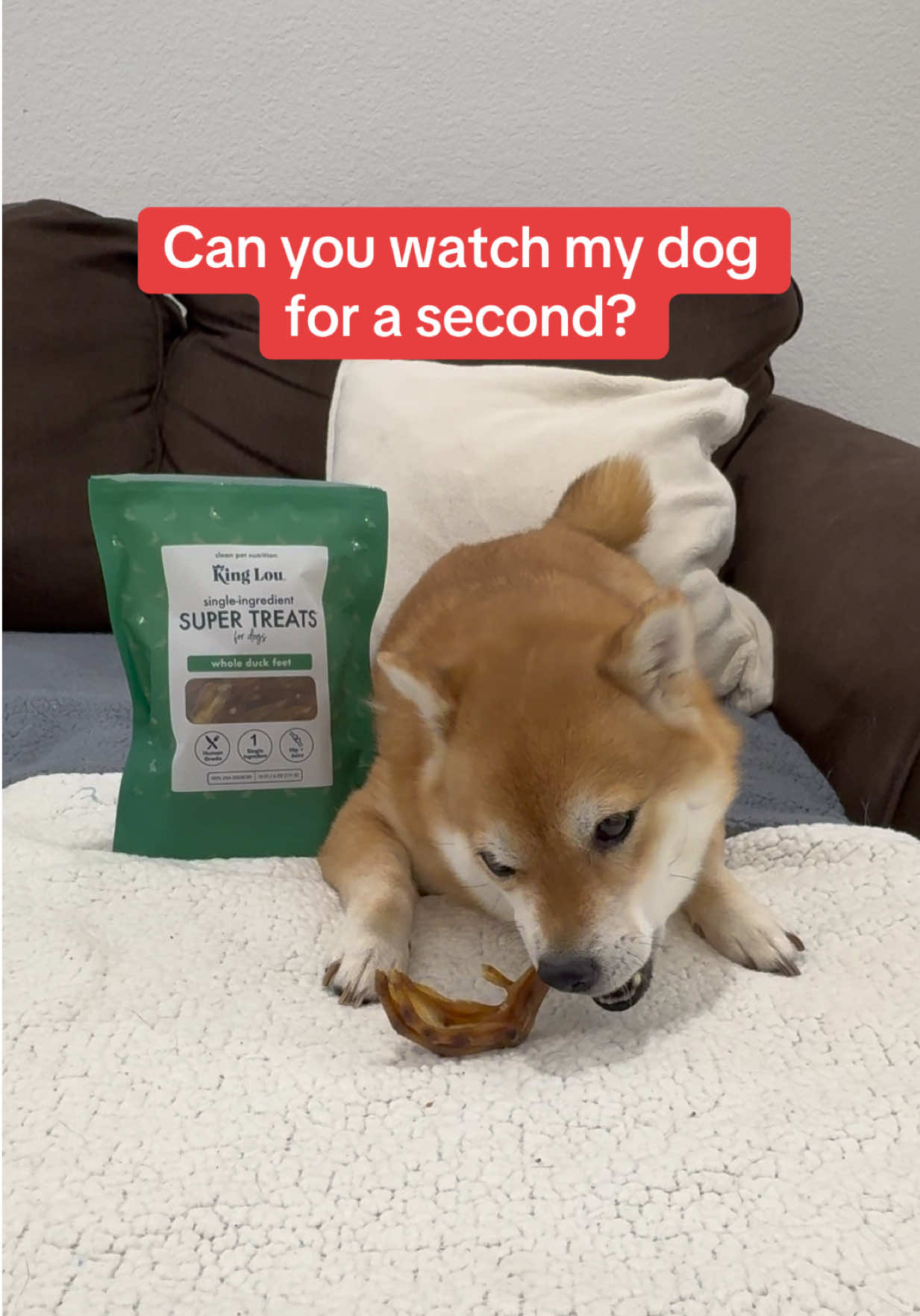@Flock of Shibas 🐕🐕🐕