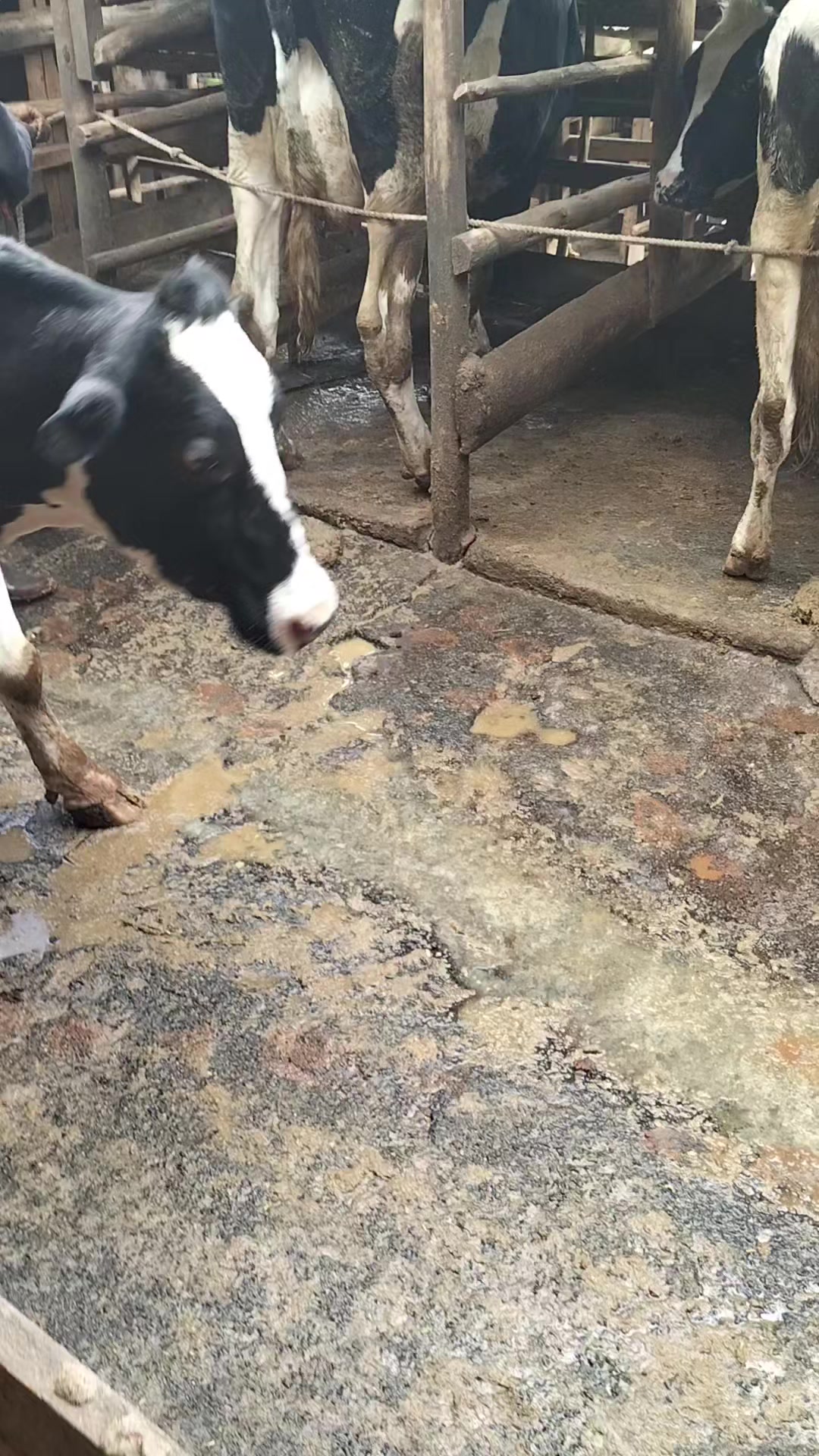 @NELWA REAL FARM