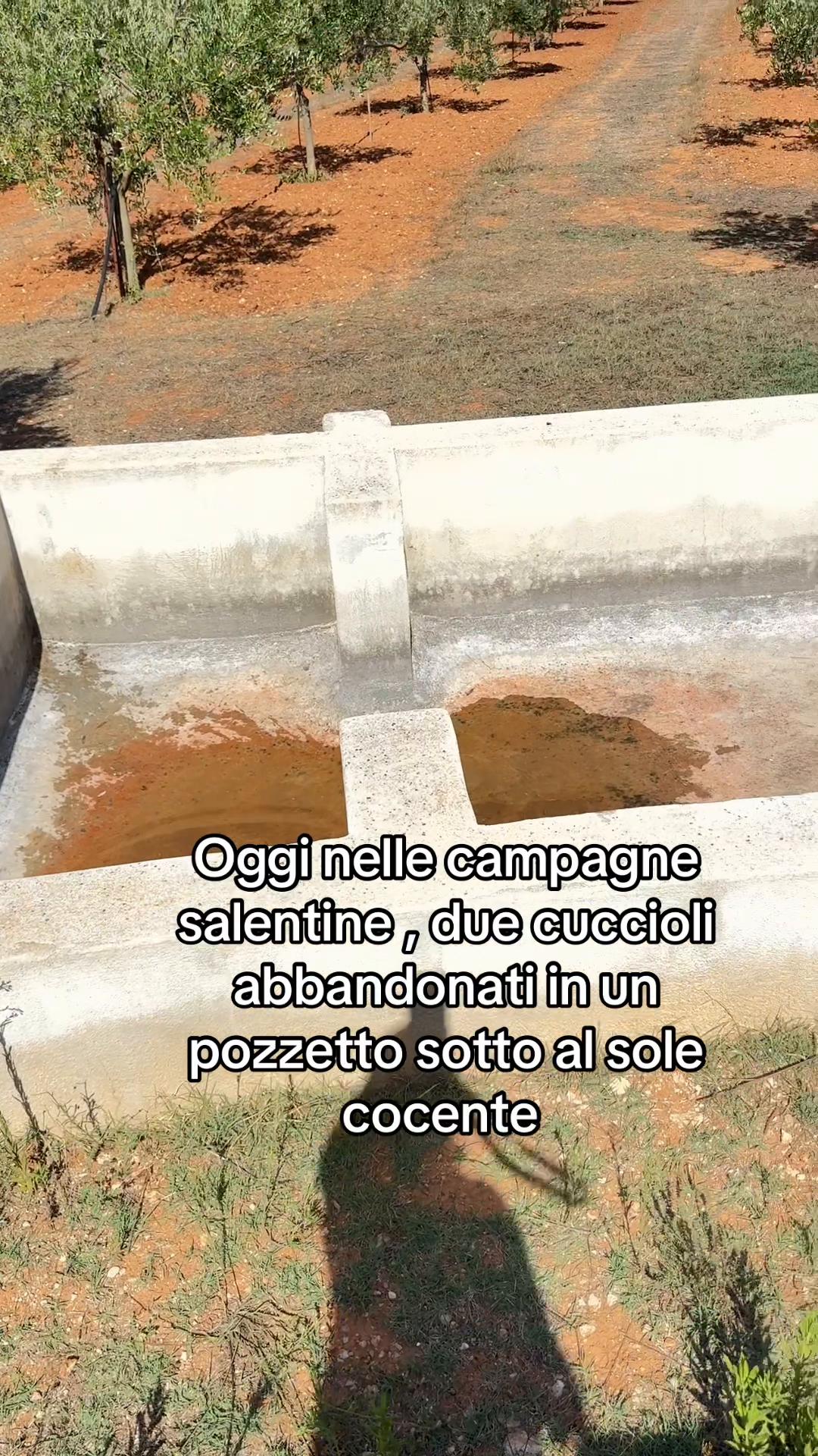 @animarandagia76