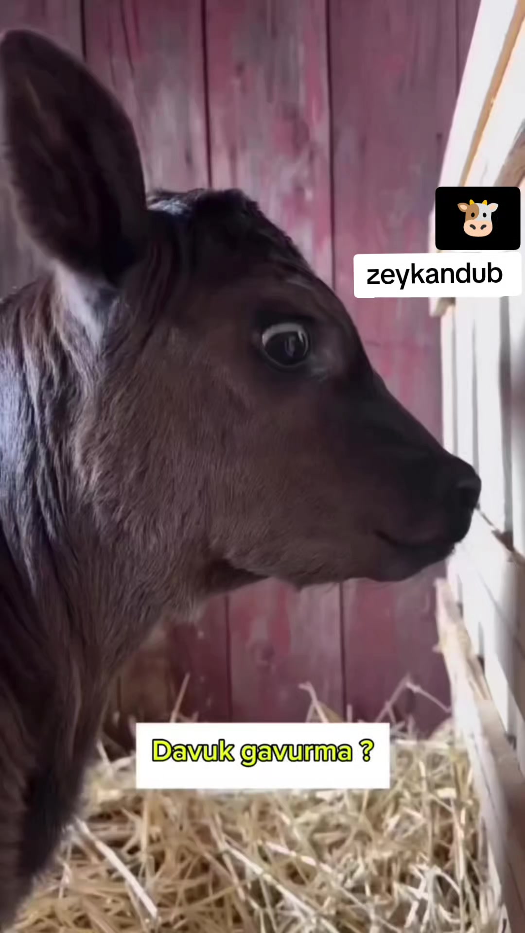 @zeykandub