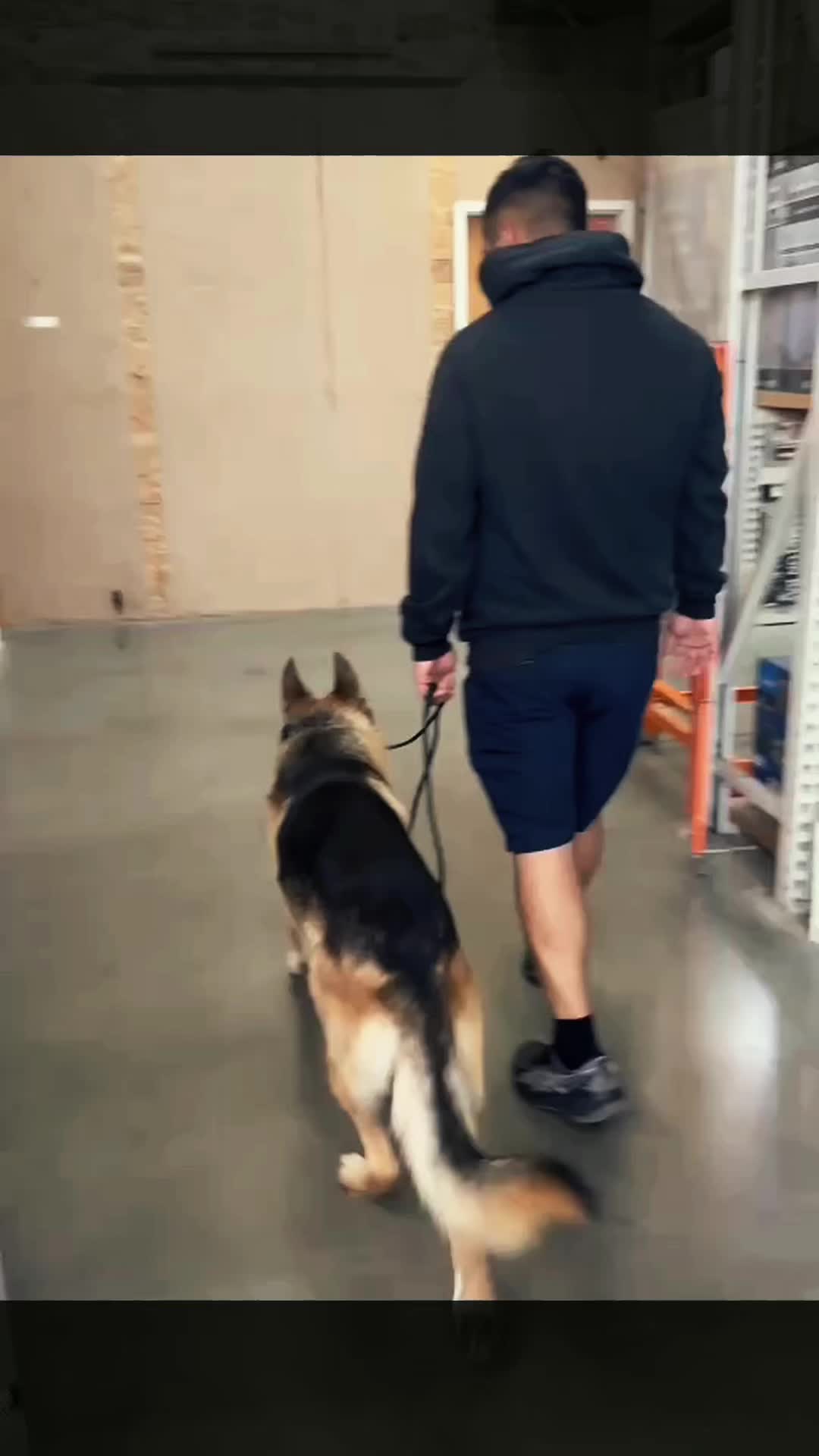 @Tactical K9s Dog Training