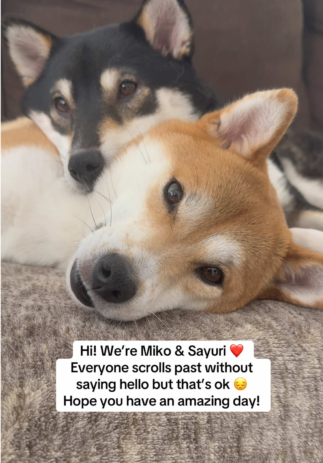 @Flock of Shibas 🐕🐕🐕