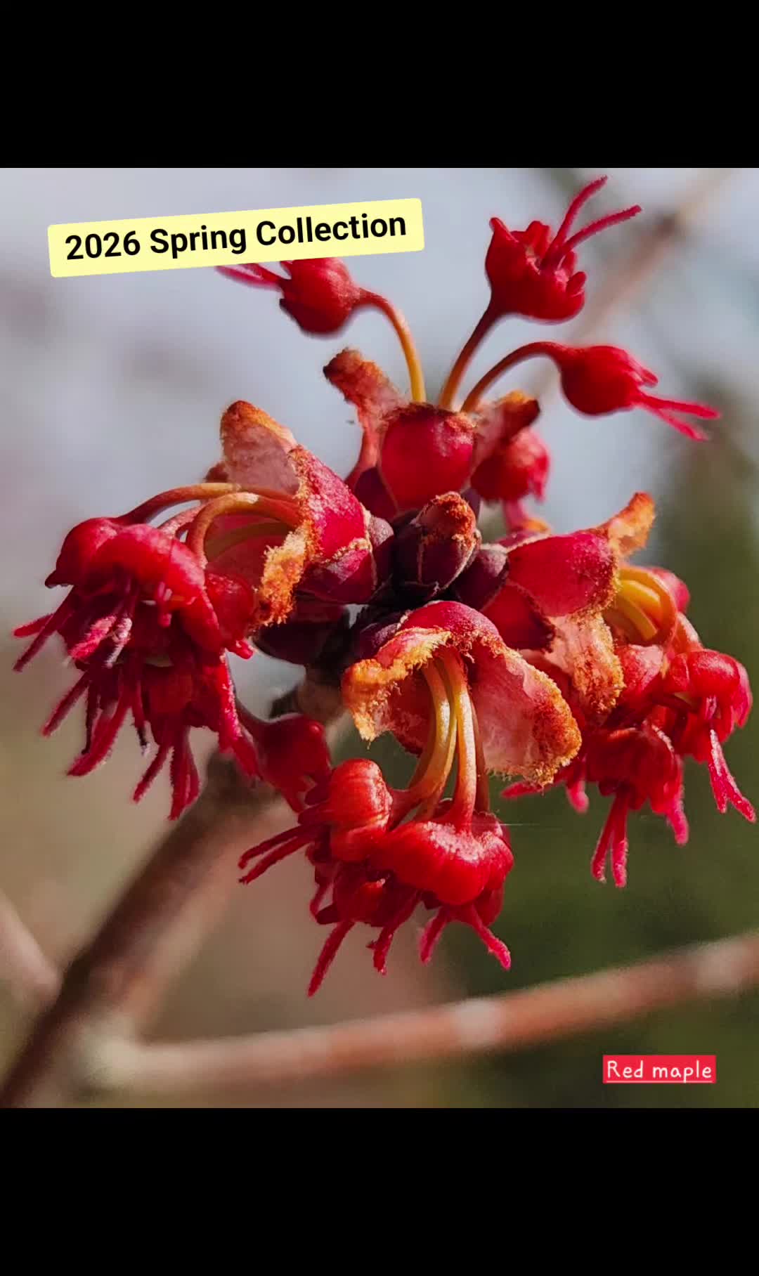 @MagsJ
