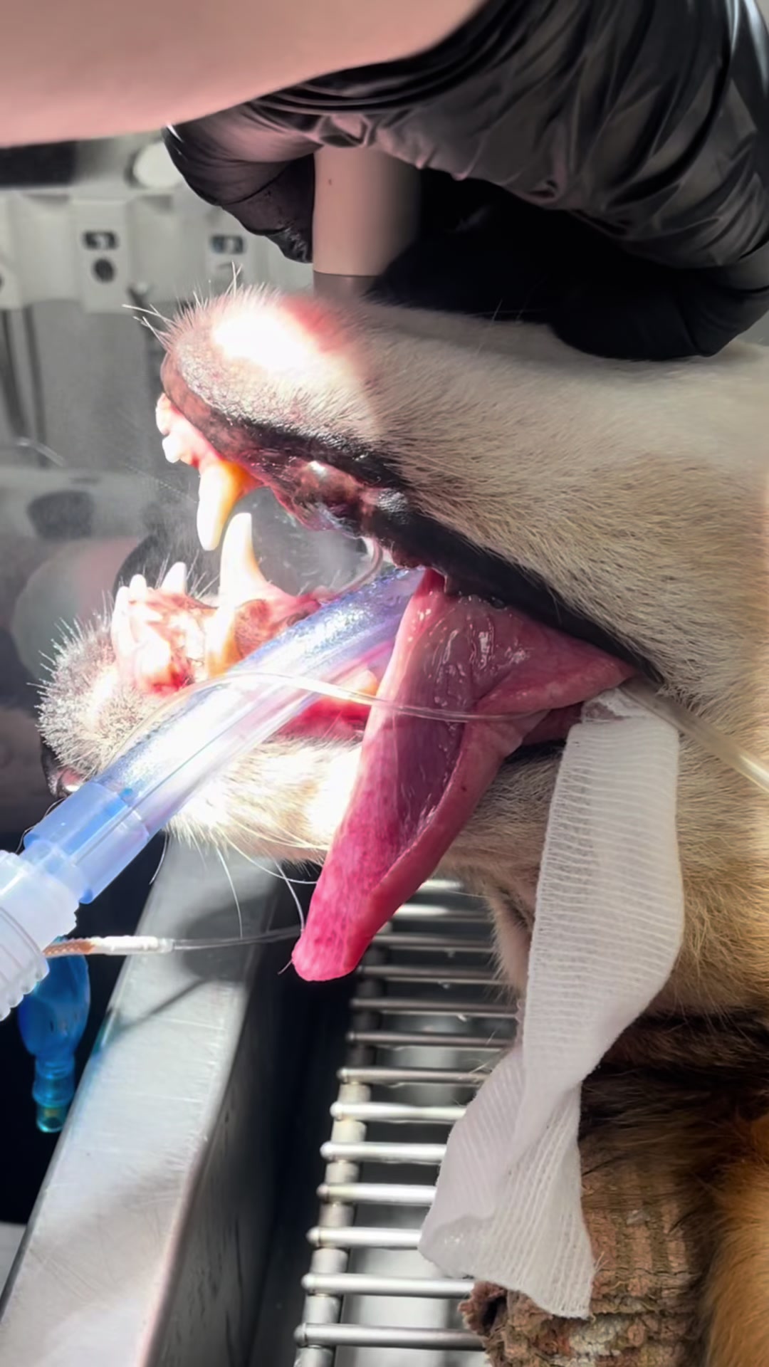 @Dr. Rami Awwad (vet)๐ถ๐ฑ