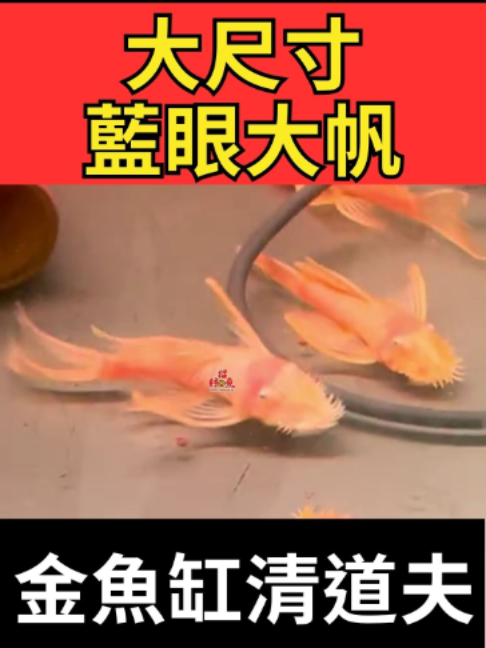 @招財魚水族館