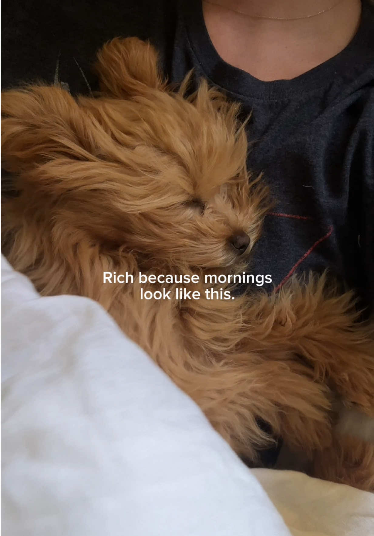 @Honey The Pomapoo 🧸